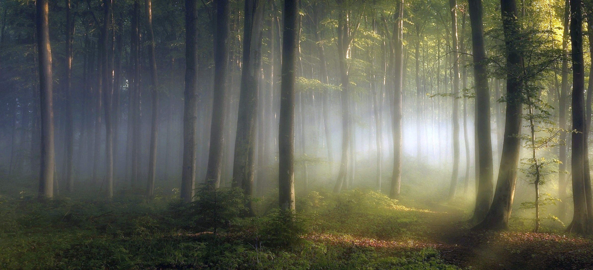Morning Lights Forest Shrubs Trees Path Mist Leaves Green Nature Landscape 2388x1088