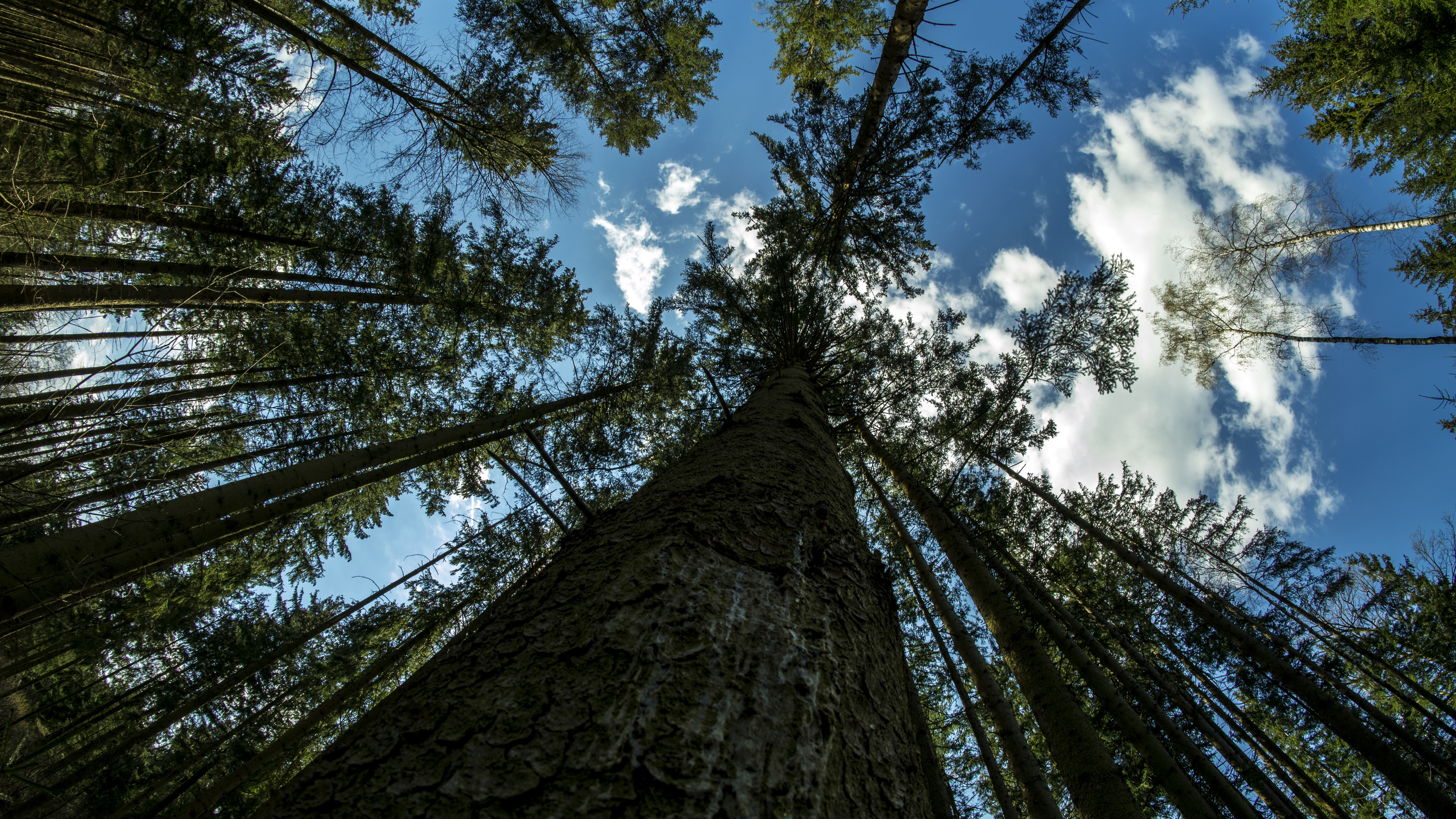 Nature Trees Forest Sky Clouds Wood Worms Eye View Bottom View 6000x3376
