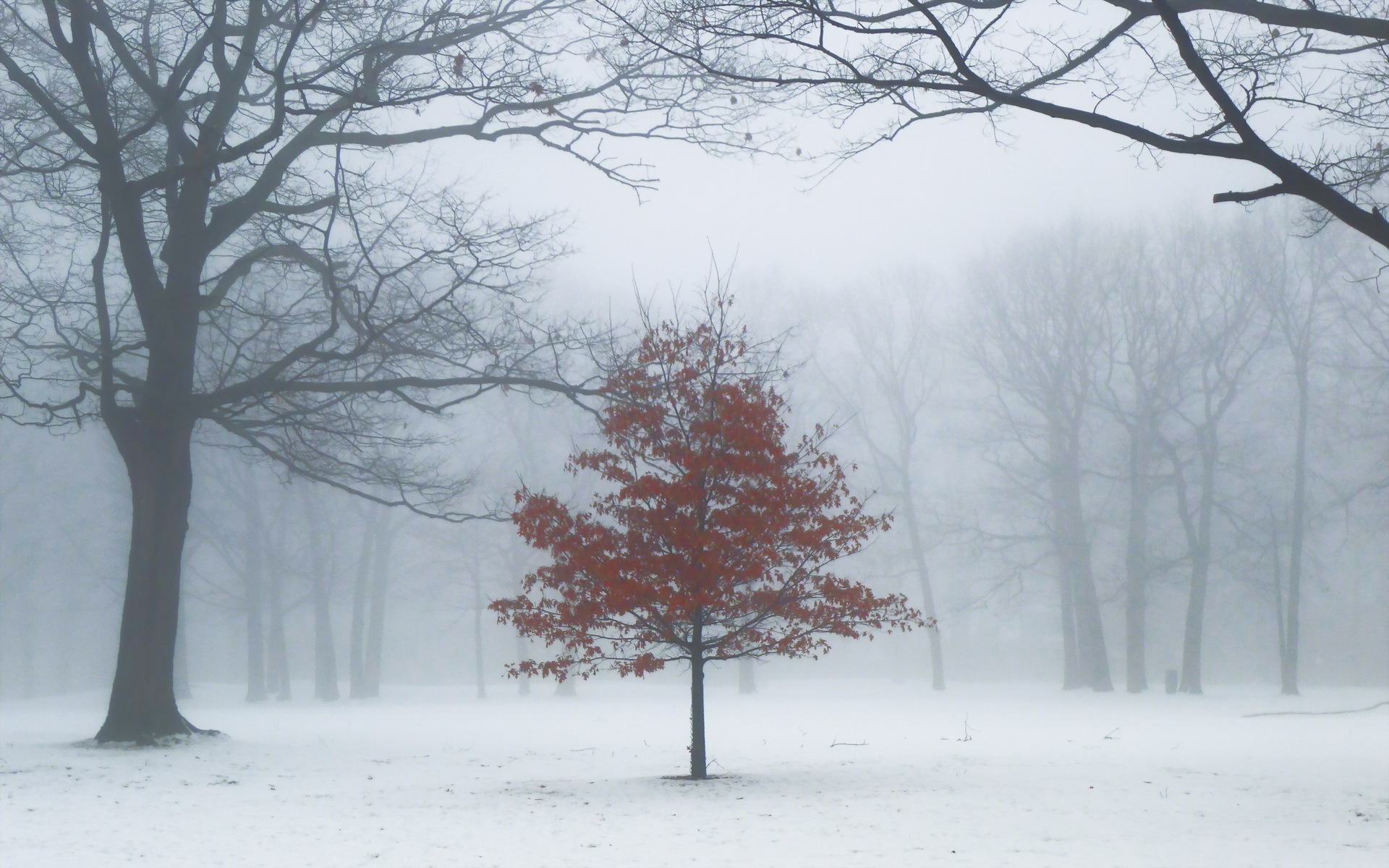 Snow Fog Toronto Ontario Canada Tree 1920x1200