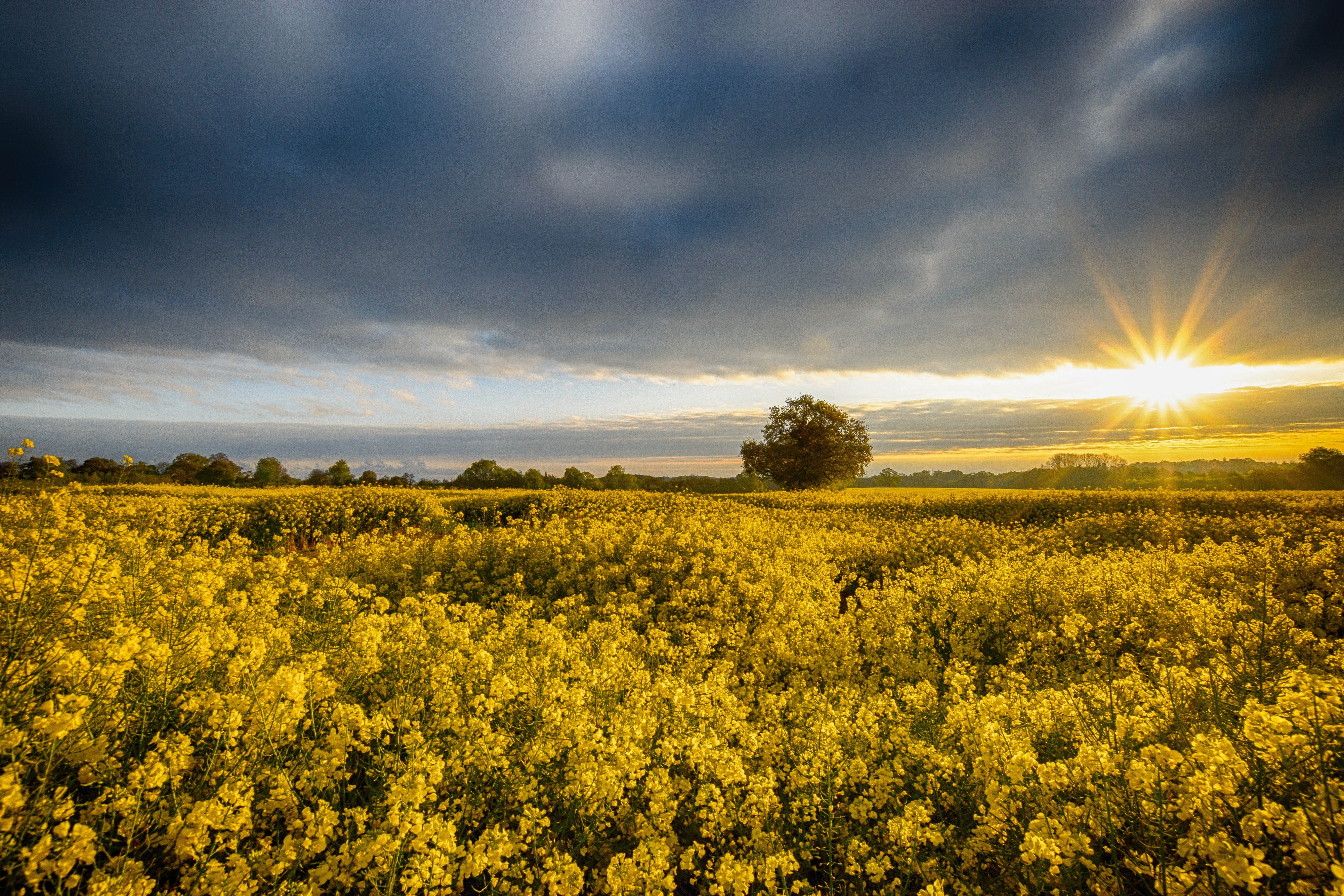 Sunrise Nature Field Rapeseed Cloud Landscape Sunbeam Yellow Flower 4000x2667