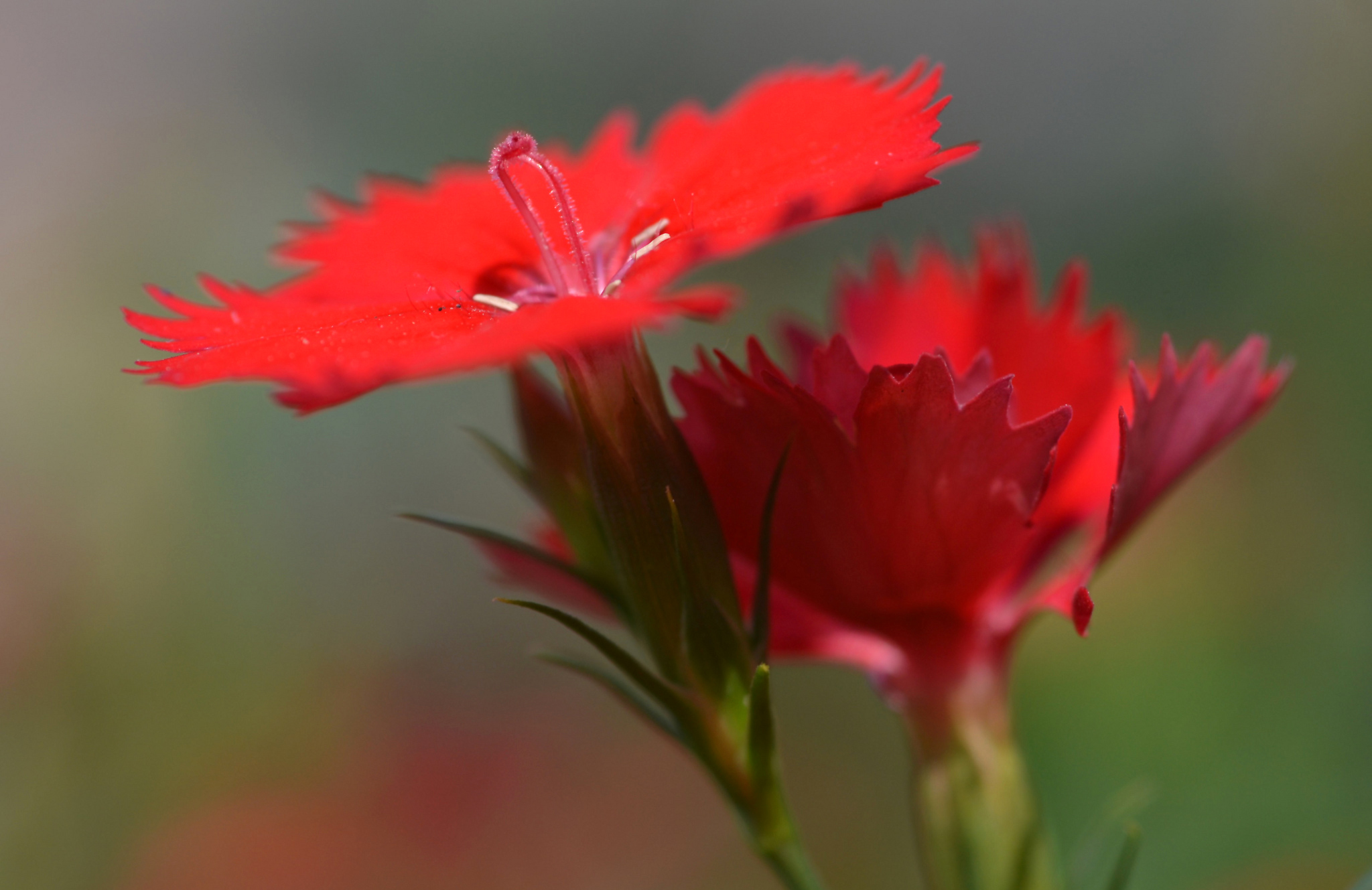 Carnation Close Up Flower Nature Red Flower 2048x1329