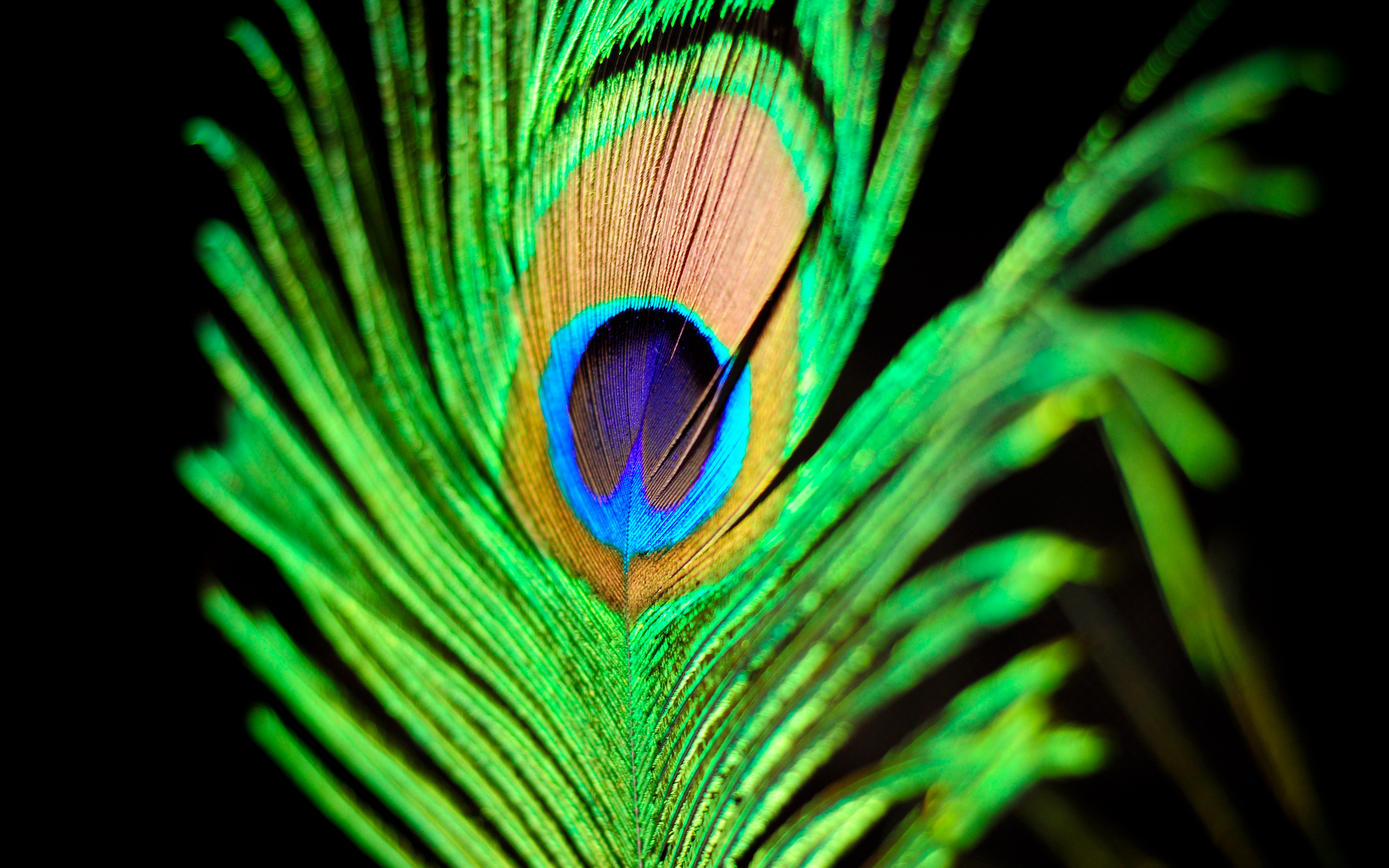Photography Feather 2560x1600