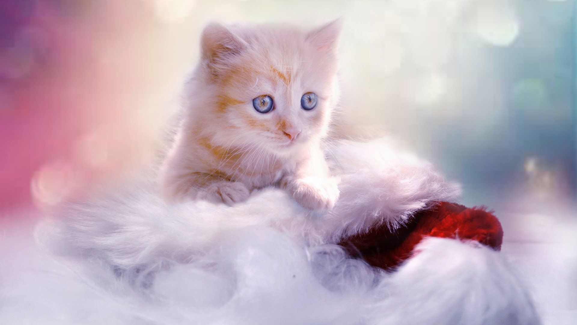 Animal Cat Kitten Christmas Stocking Baby Animal 1920x1080