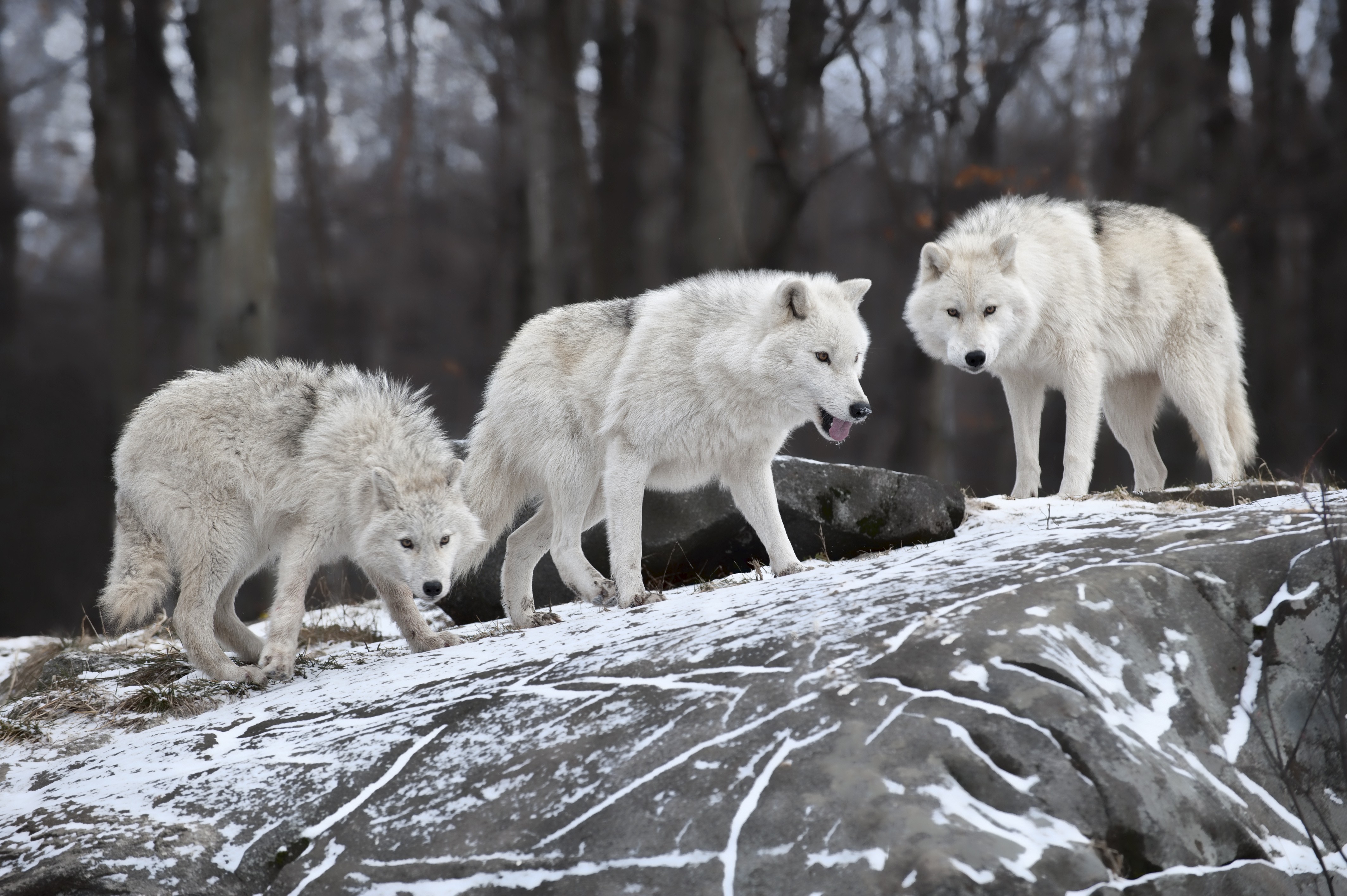Animal Arctic Wolf 4256x2832