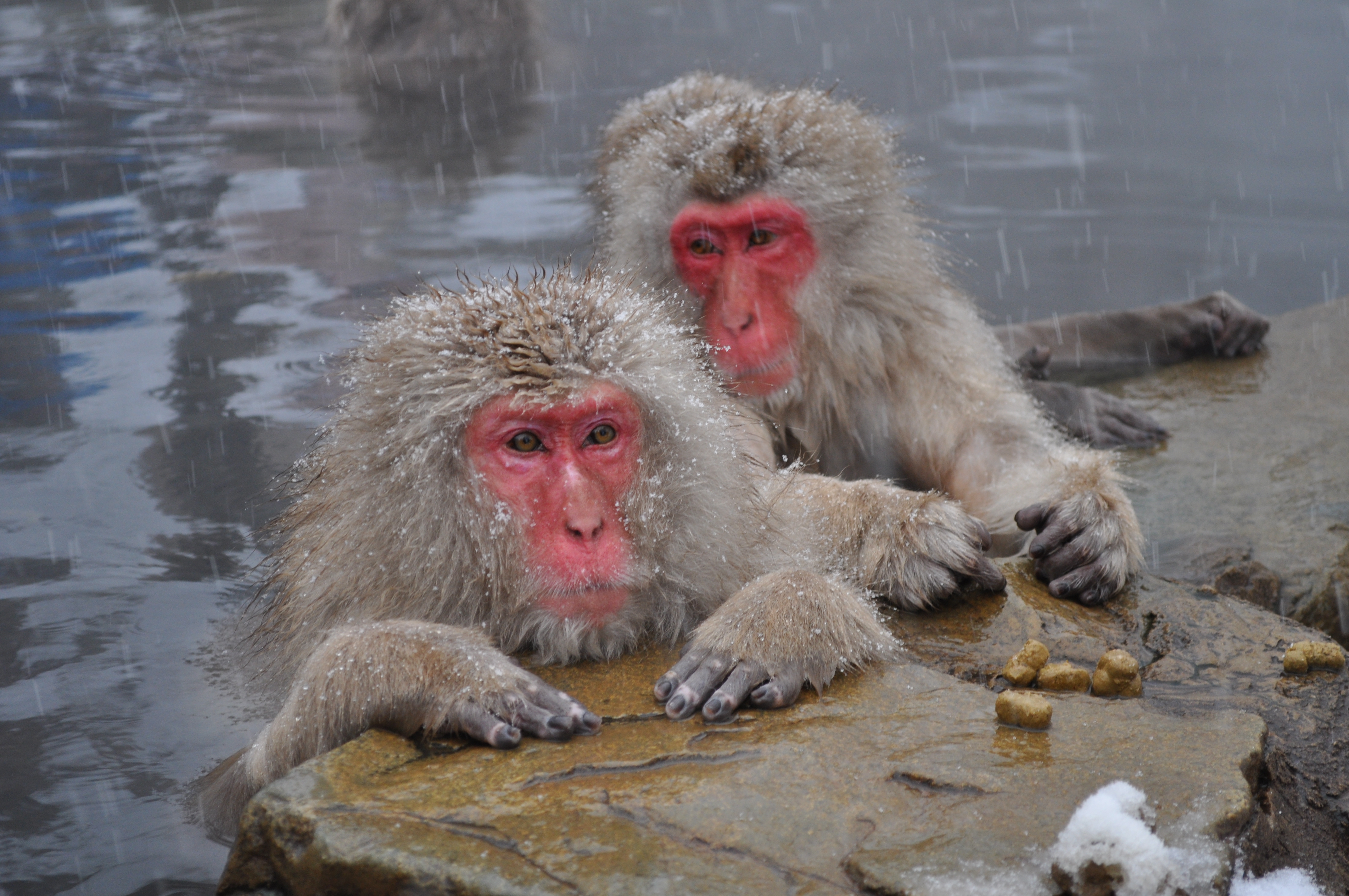 Animal Japanese Macaque 4288x2848