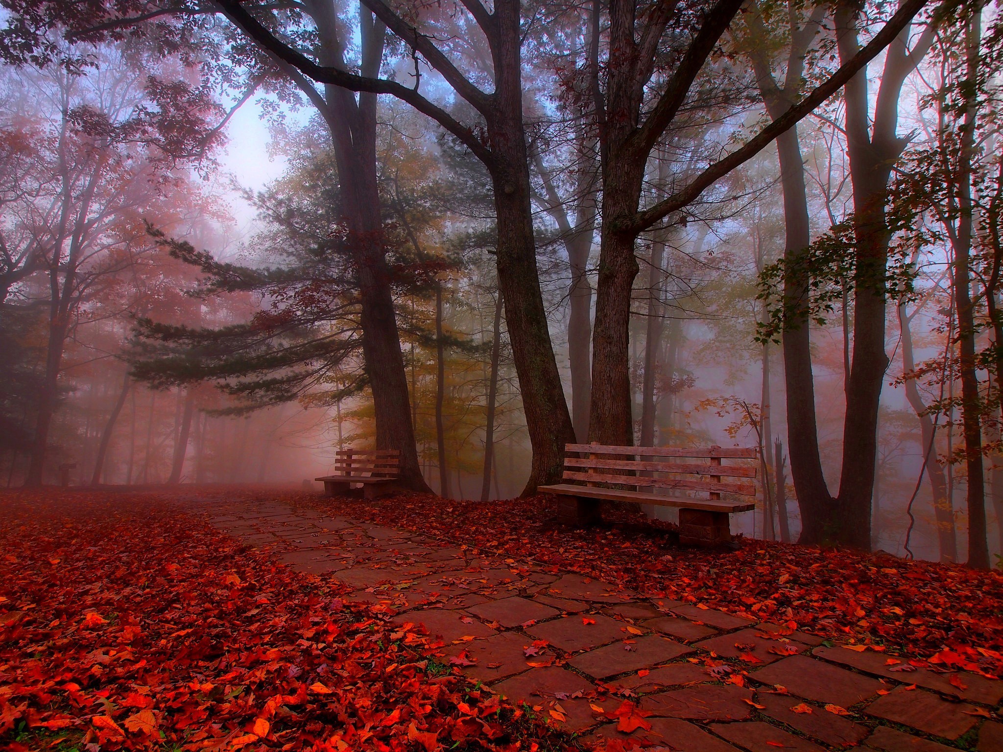 Leaf Walkway Park Tree Bench Path Stone Forest Fall Colors Fog 2048x1536