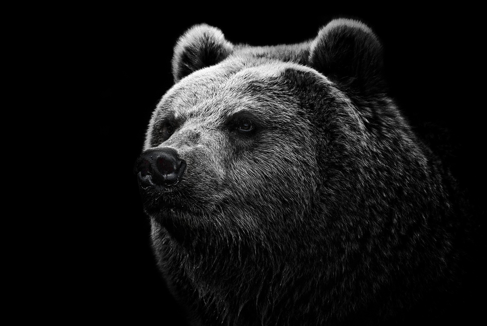 Animal Bear 2048x1371