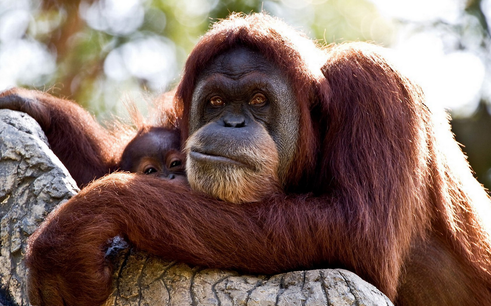 Animal Orangutan 1680x1050