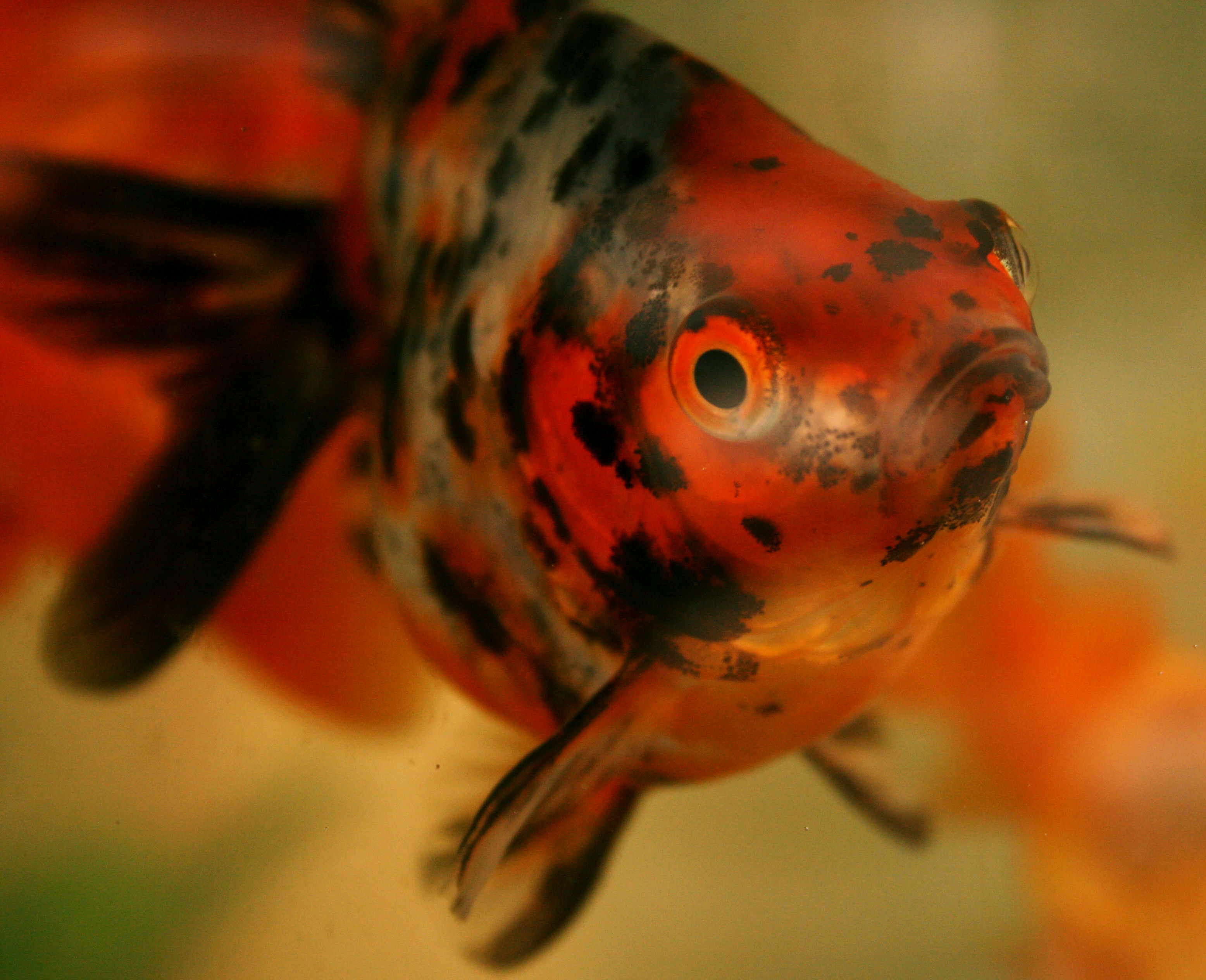 Animal Goldfish 3112x2529