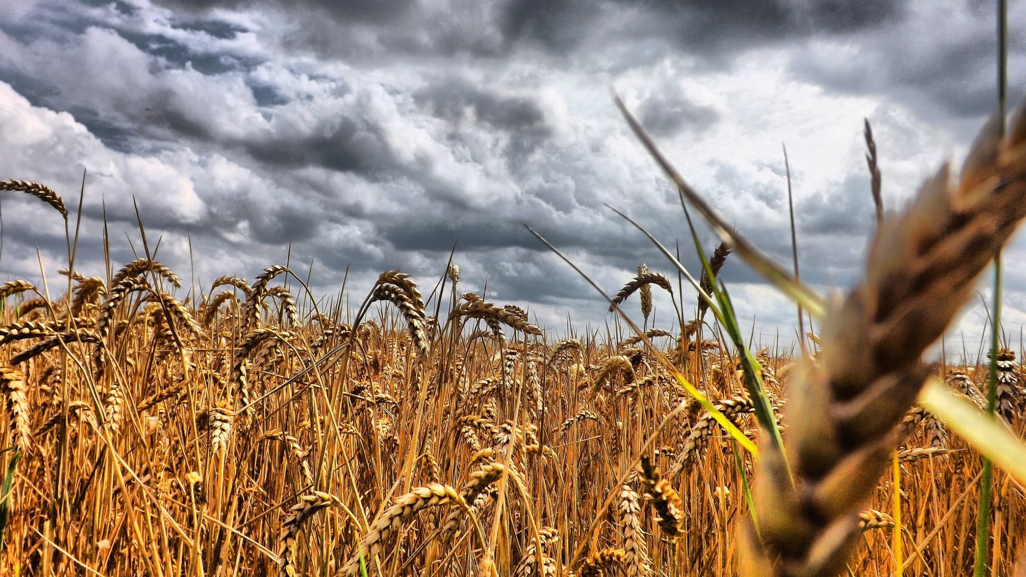 Wheat Field Crops Cloud 2048x1152