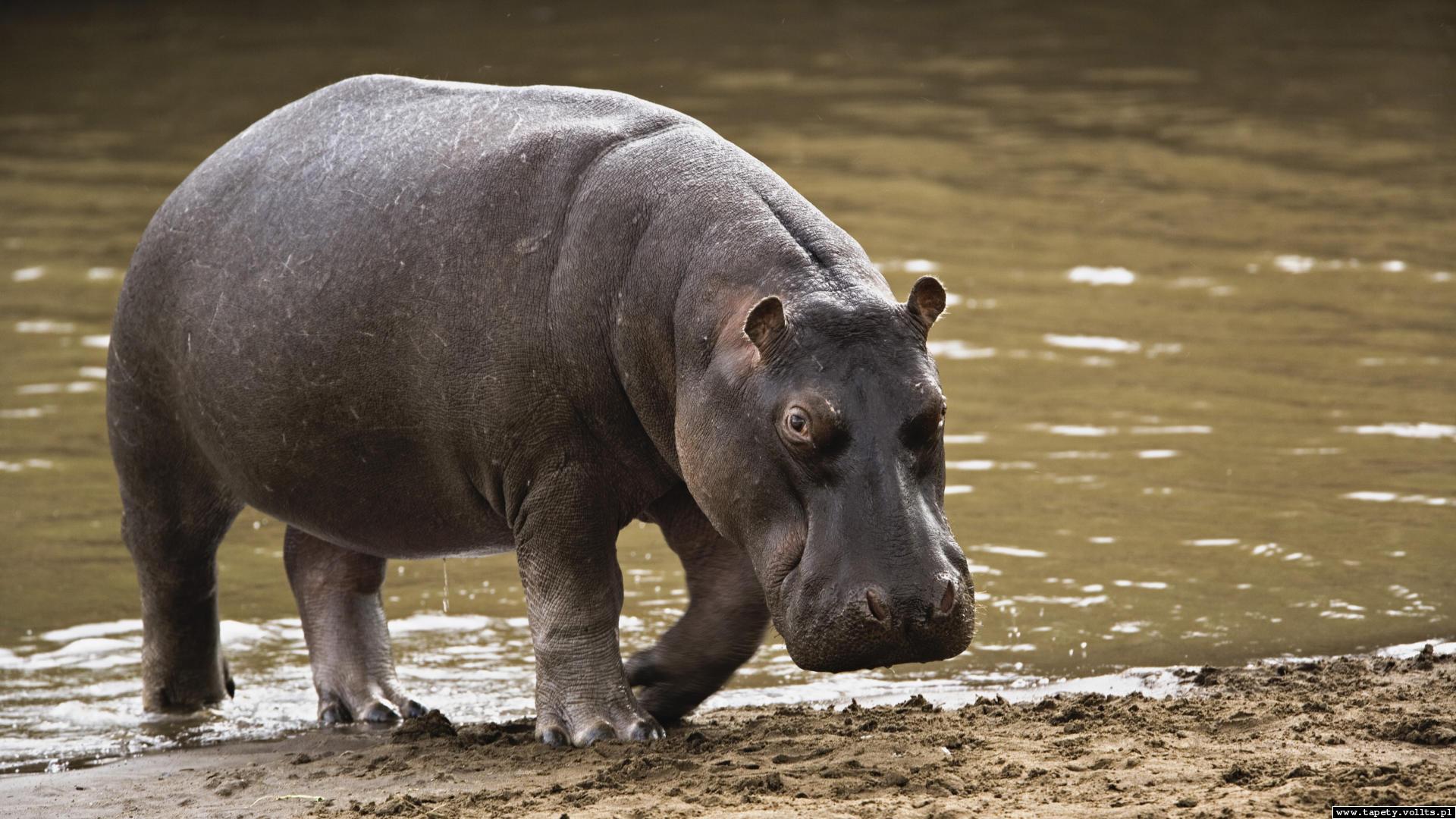 Hippo Animal 1920x1080