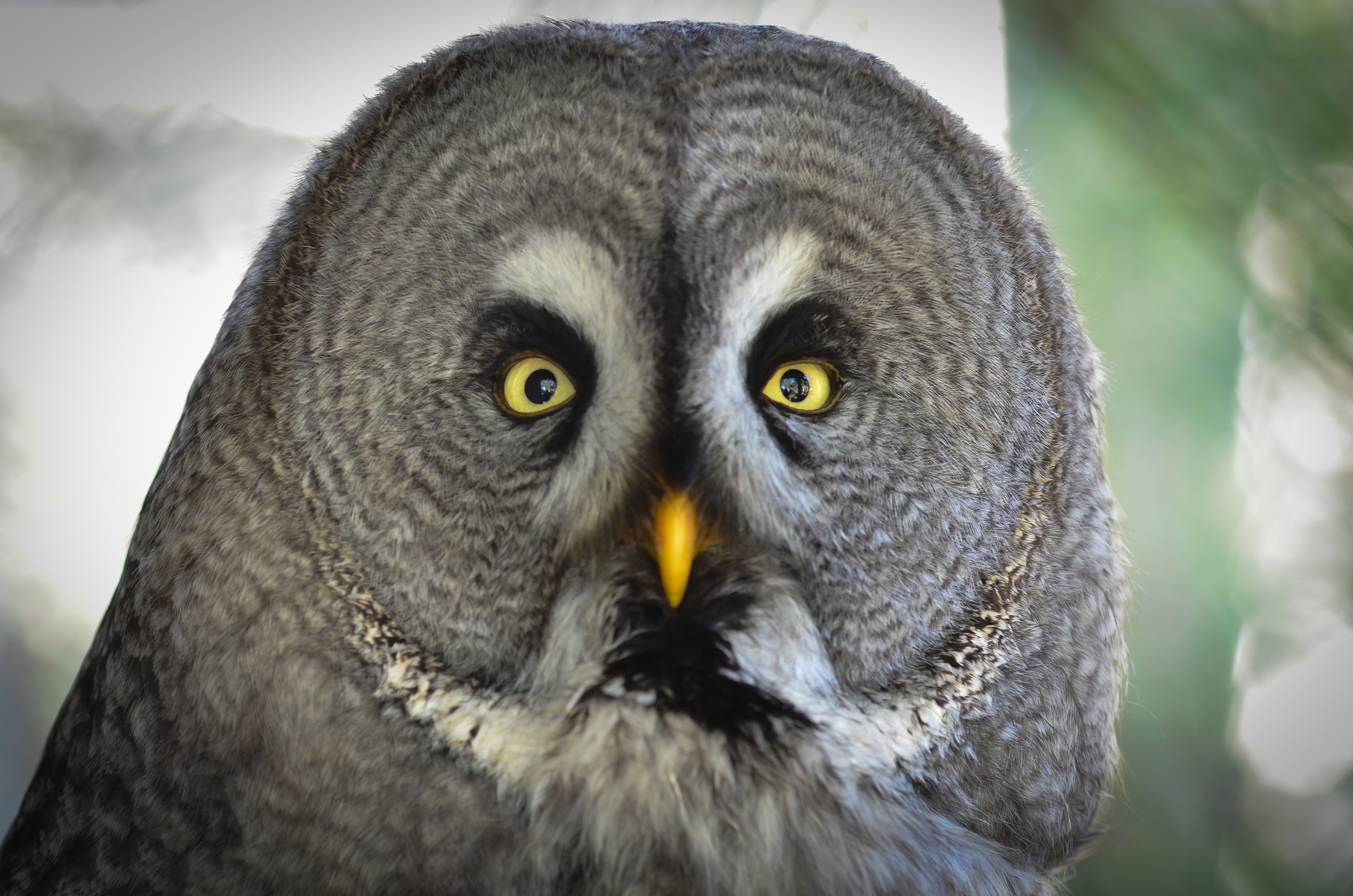 Animal Great Grey Owl 4512x2989