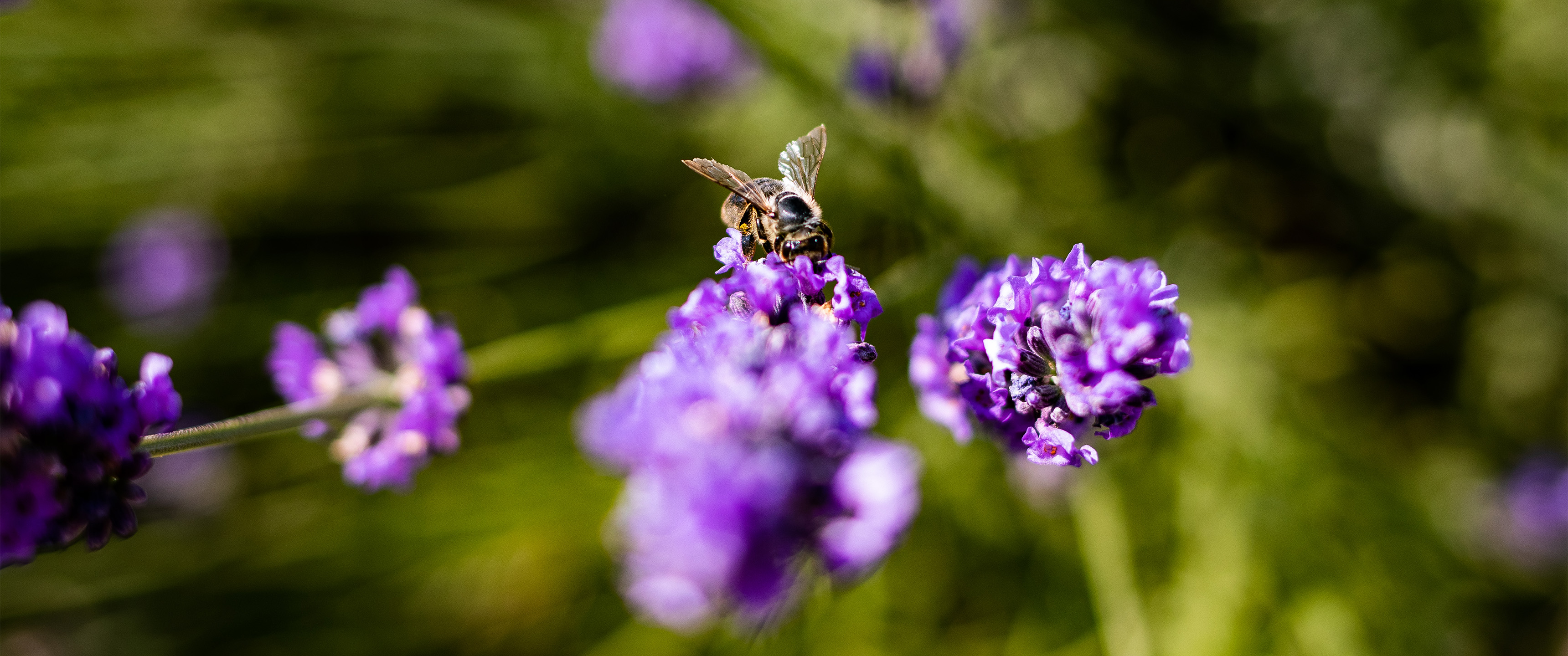 Lavender Bees Nature France Depth Of Field 3440x1440