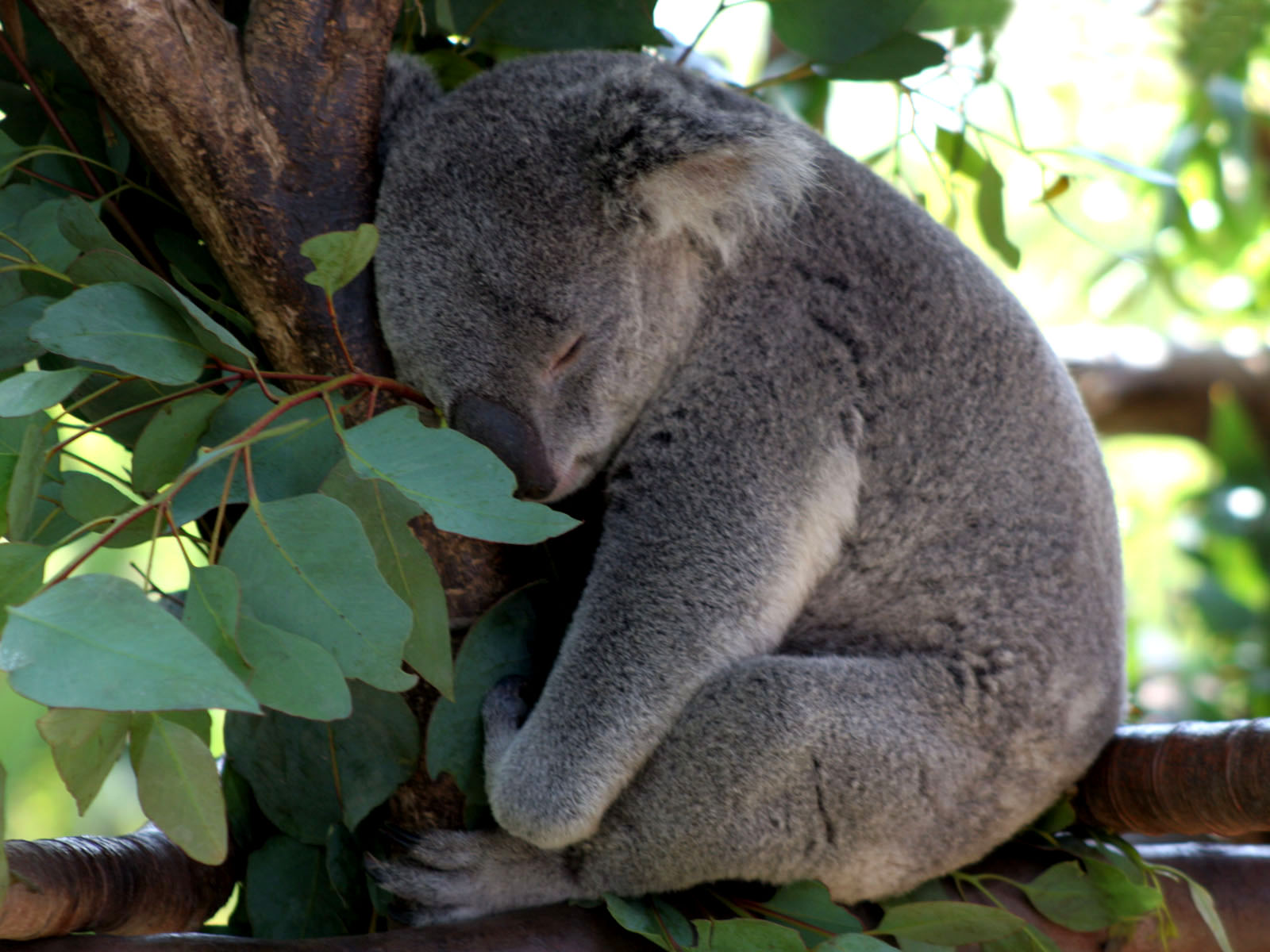 Animal Koala Sleeping 1600x1200