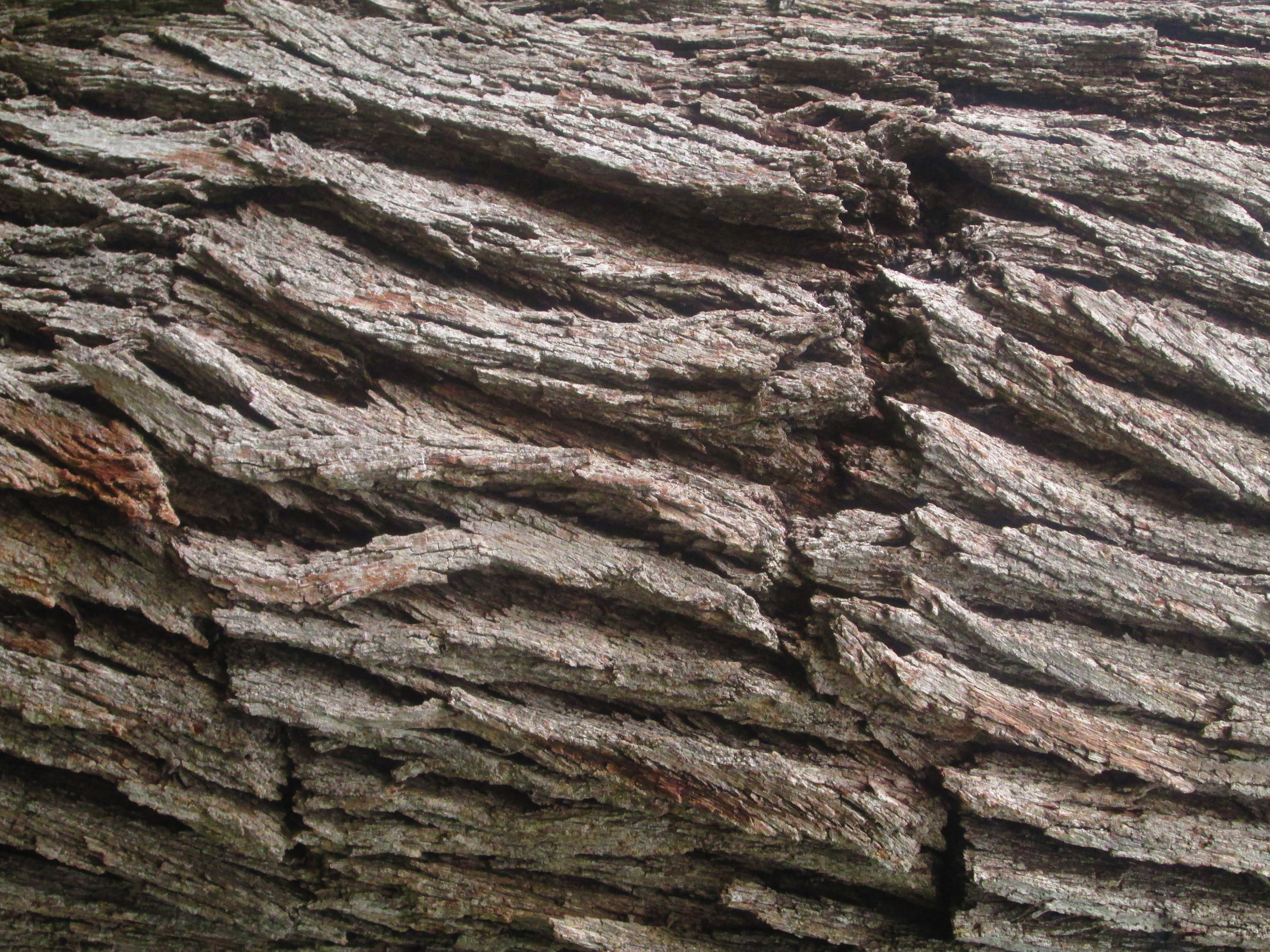 Close Up Oak Tree 4608x3456