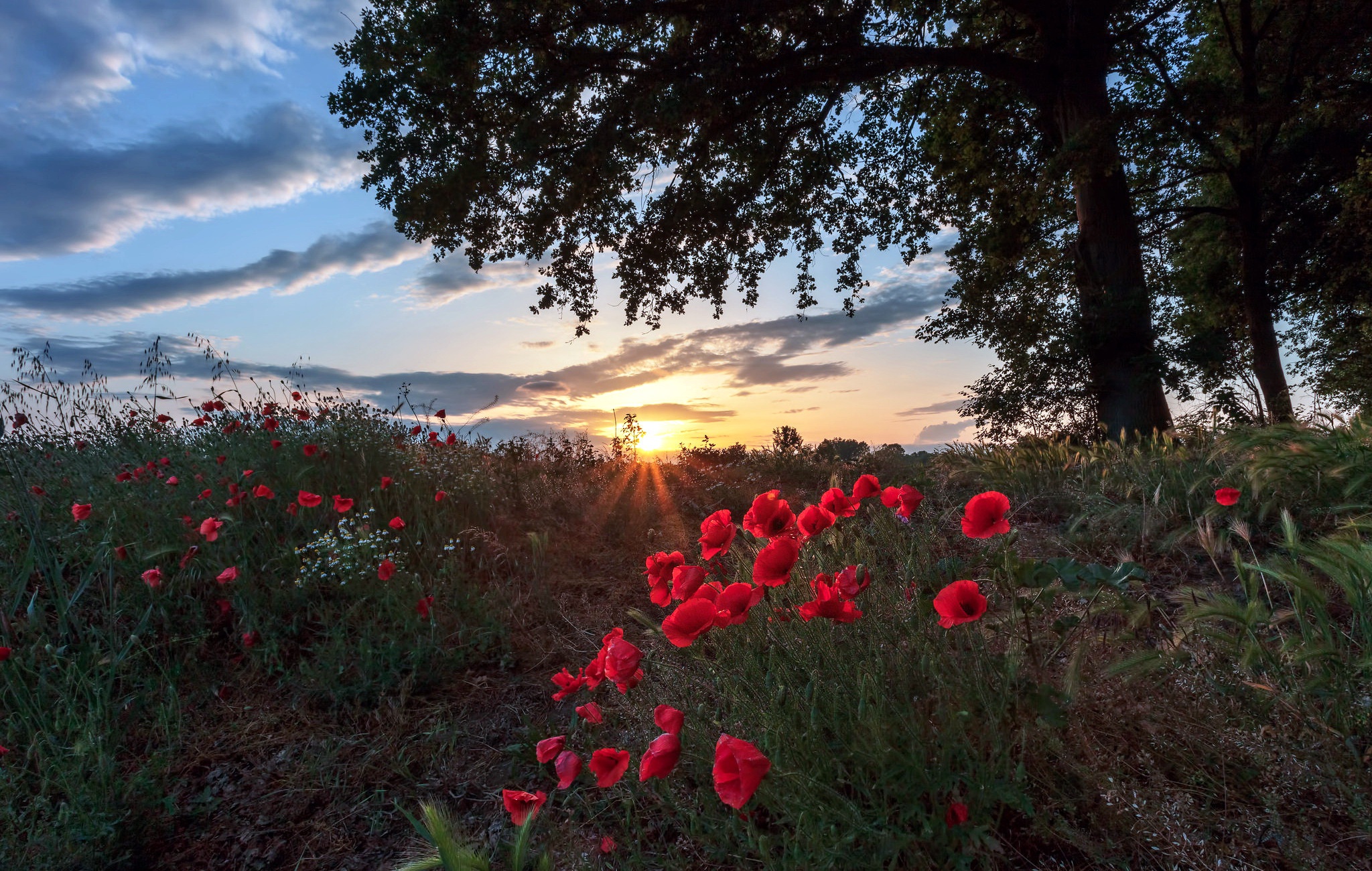 Nature Plants Flowers Red Flowers Outdoors Poppies 2048x1300