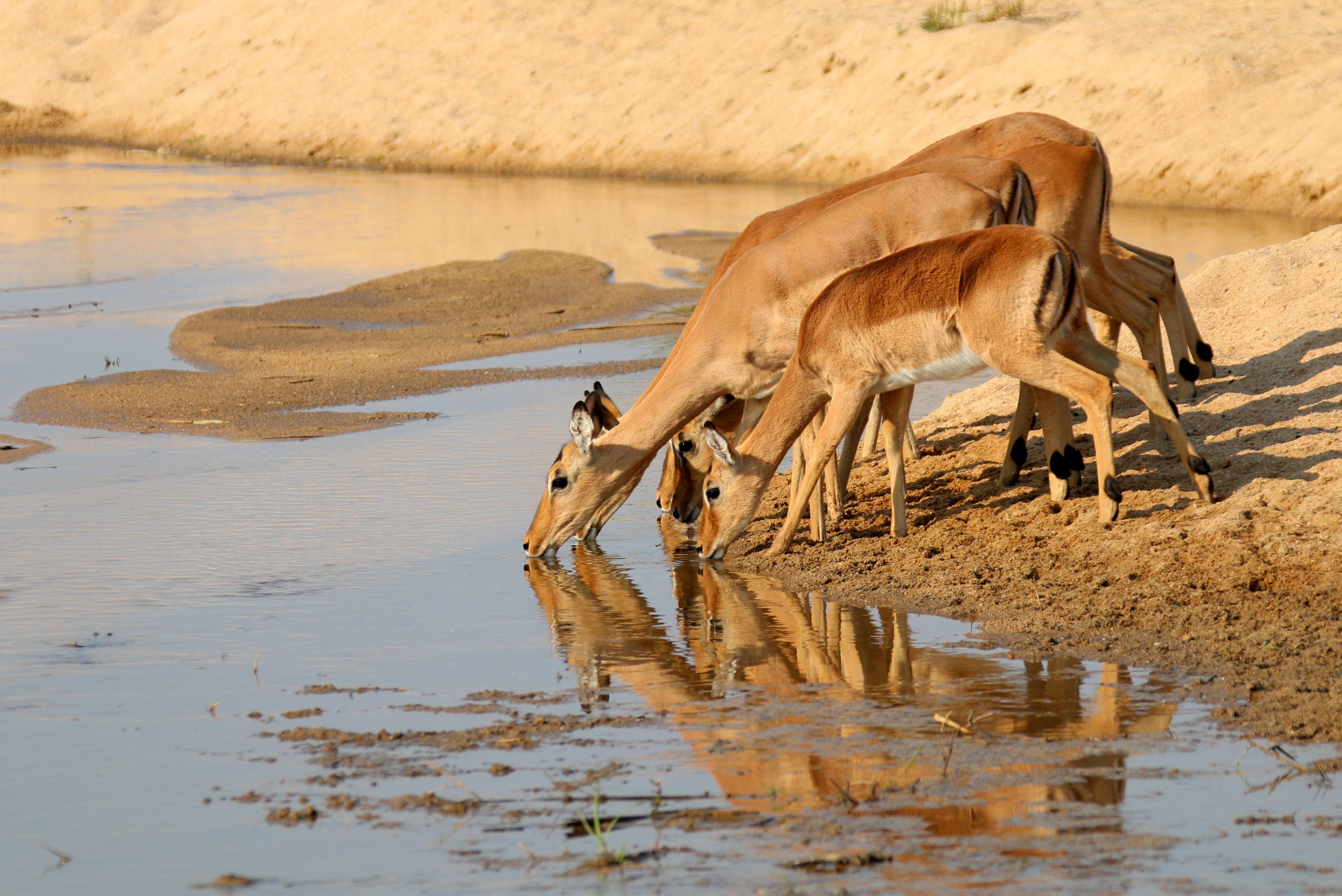 Animal Antelope Gazelle Reflection Wildlife 4286x2861