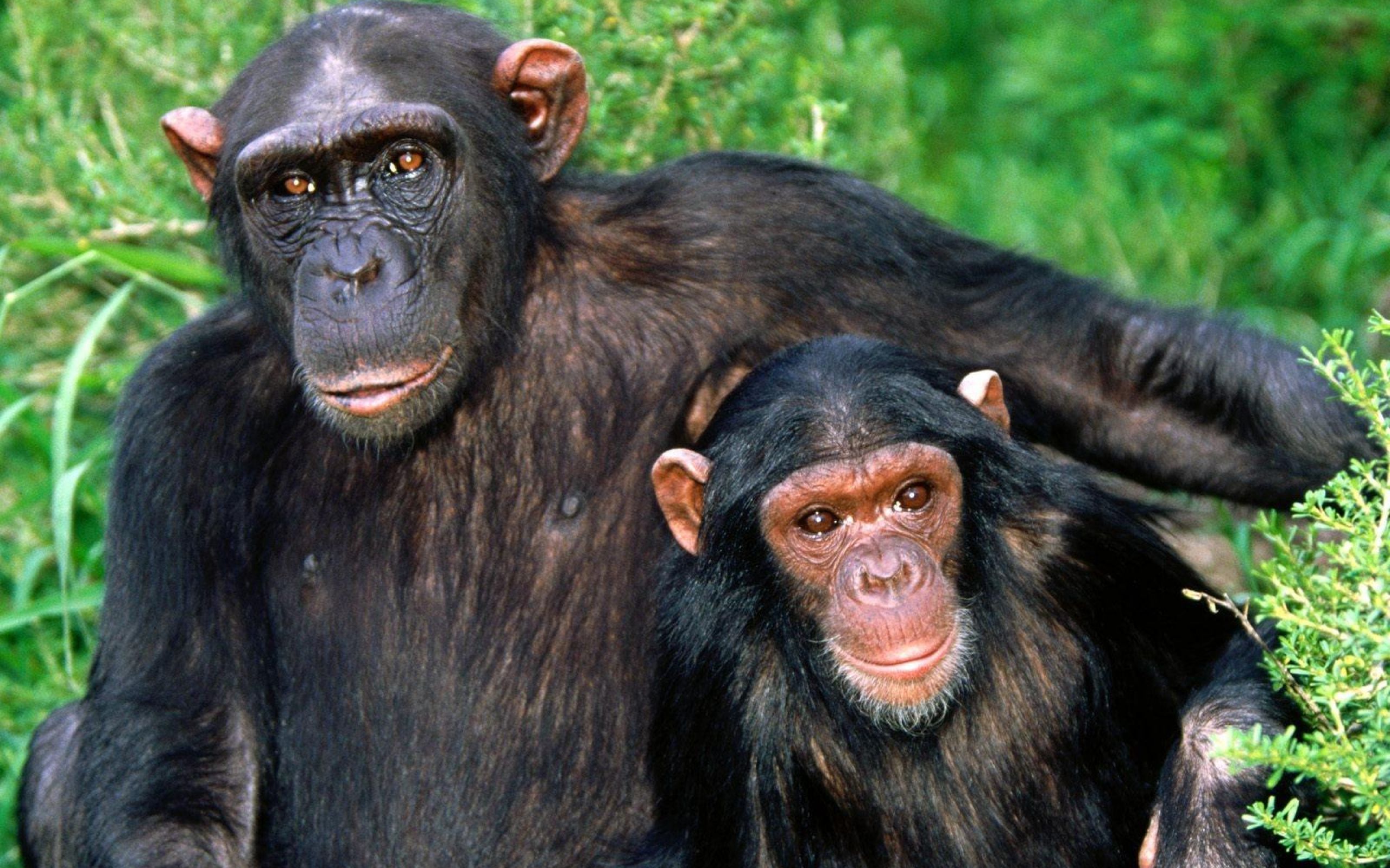 Animal Chimpanzee 2560x1600