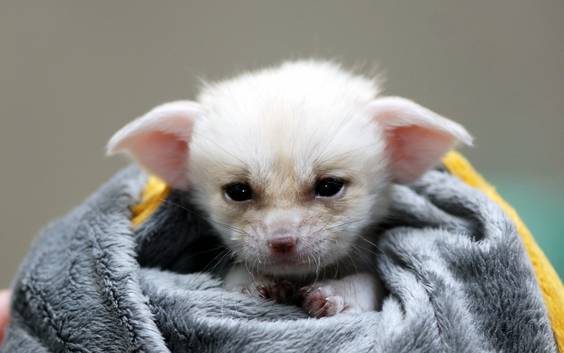 Animal Fennec Fox 1920x1200