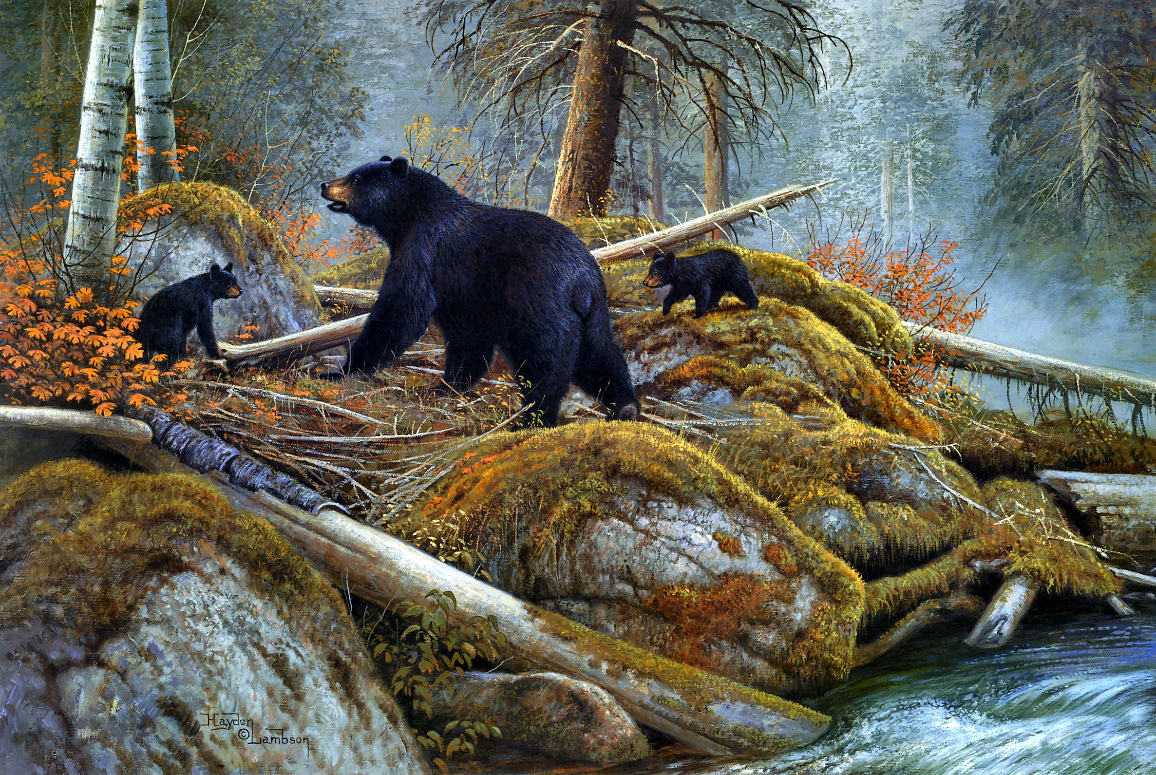 Artistic Bear Cub Black Bear Grizzly Bear Fall Forest Rock 2373x1591