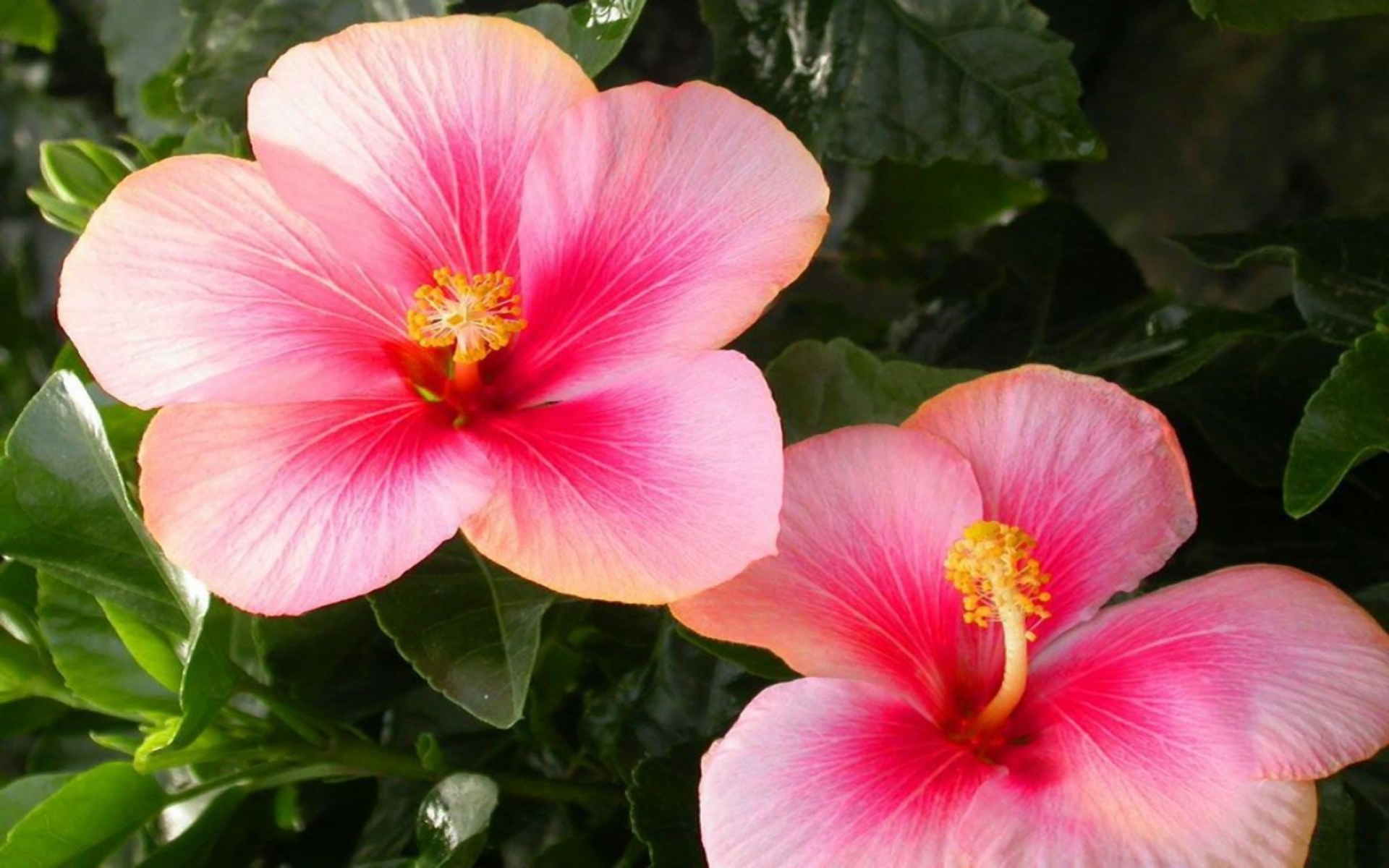 Earth Flower Hibiscus Close Up Pink Flower 1920x1200