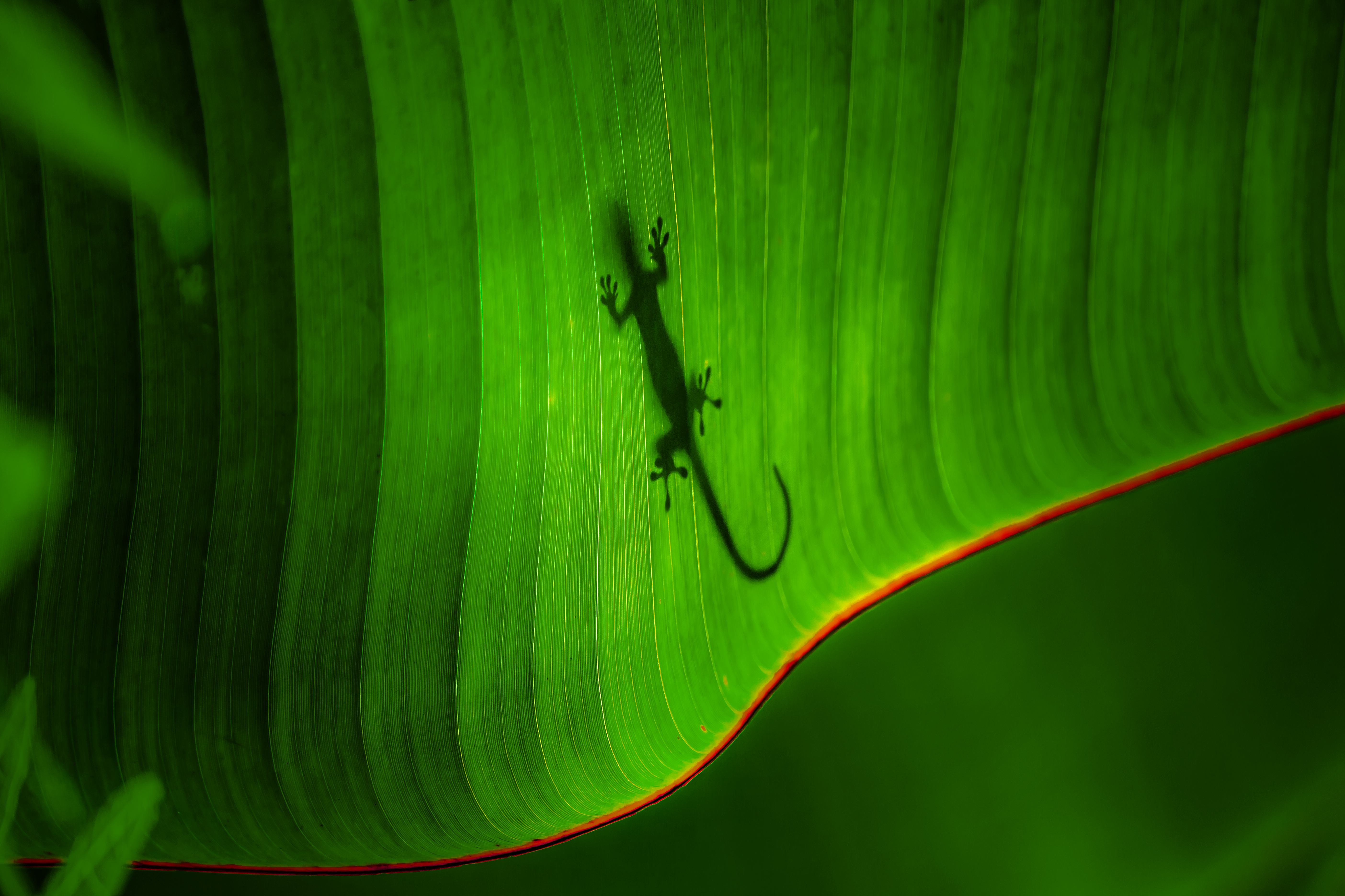 Gecko Greenery Leaf Lizard Nature Silhouette 5616x3744