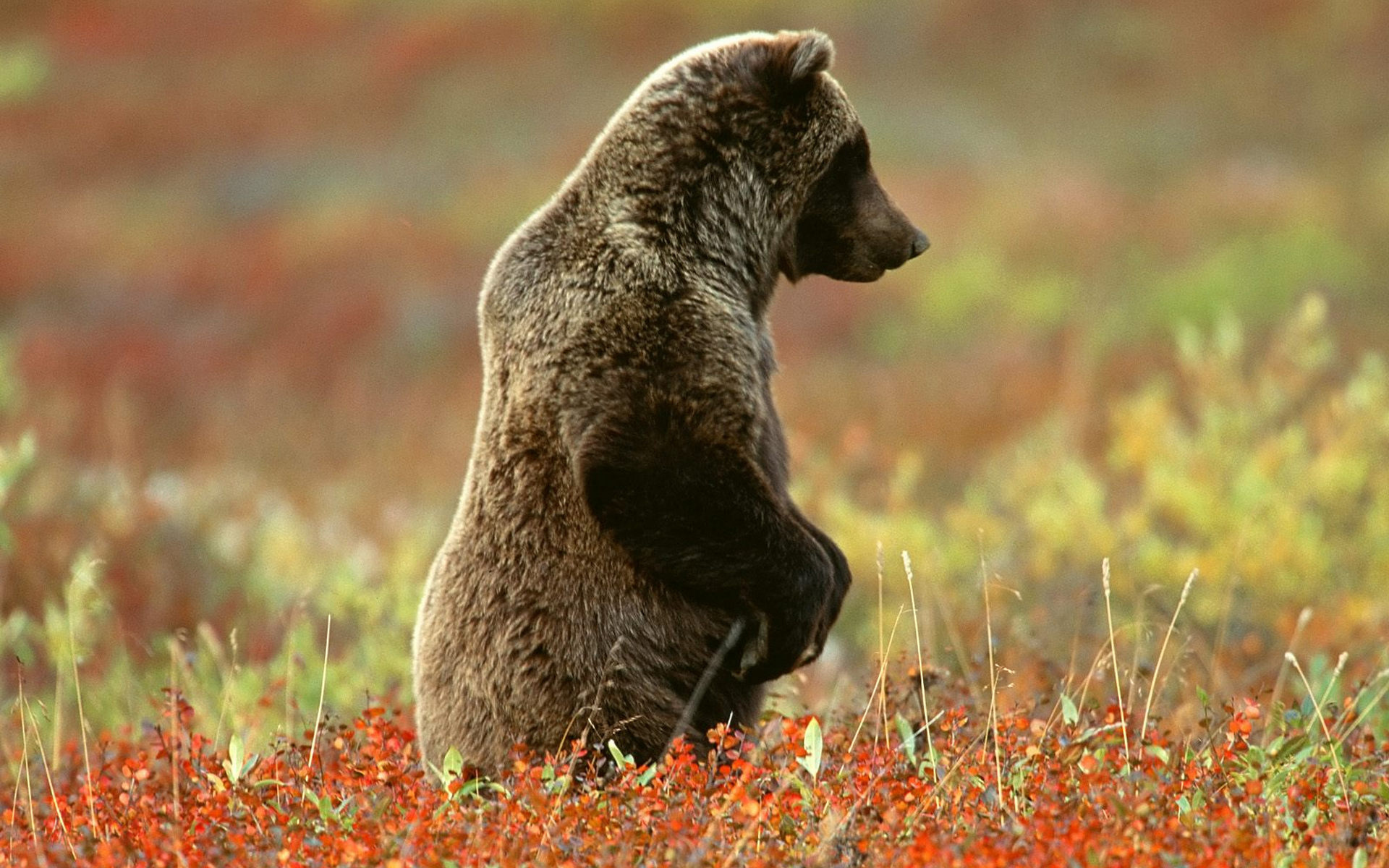 Grizzly Bear Denali National Park Alaska 1920x1200