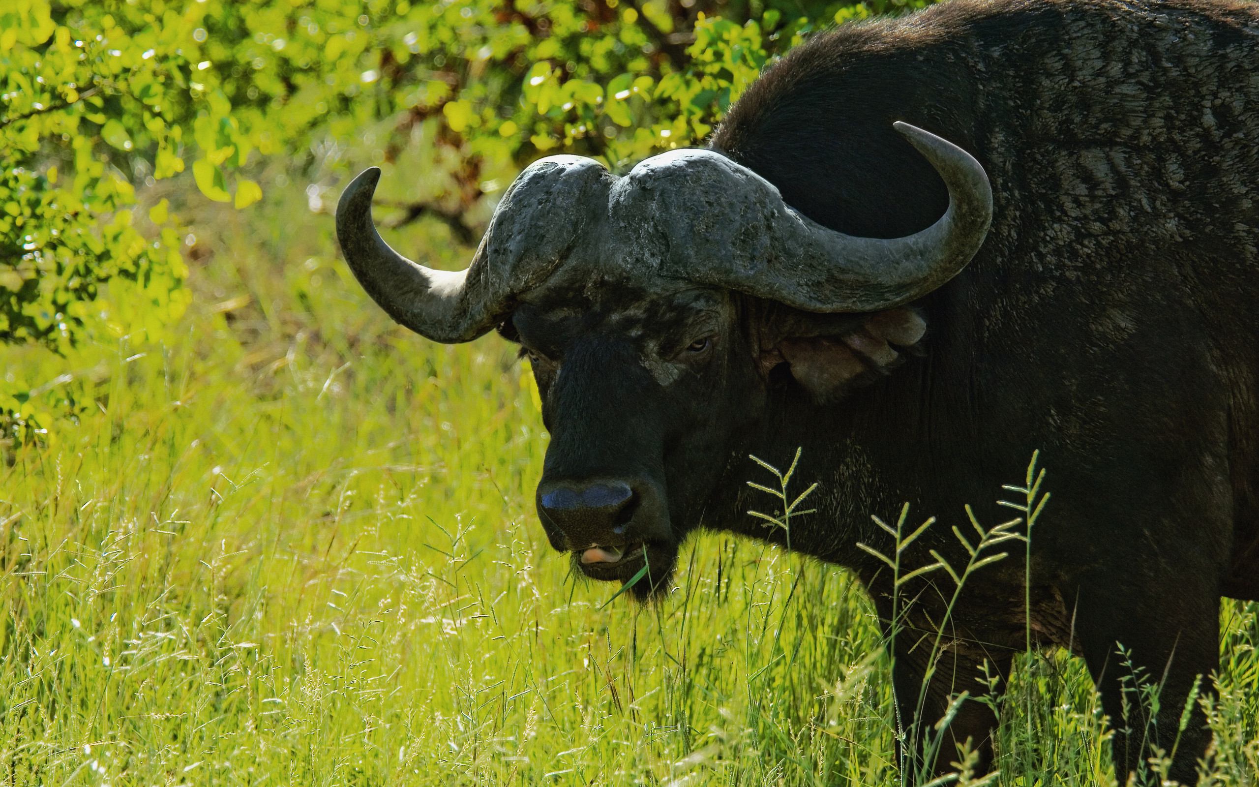 Animal African Buffalo 2560x1600