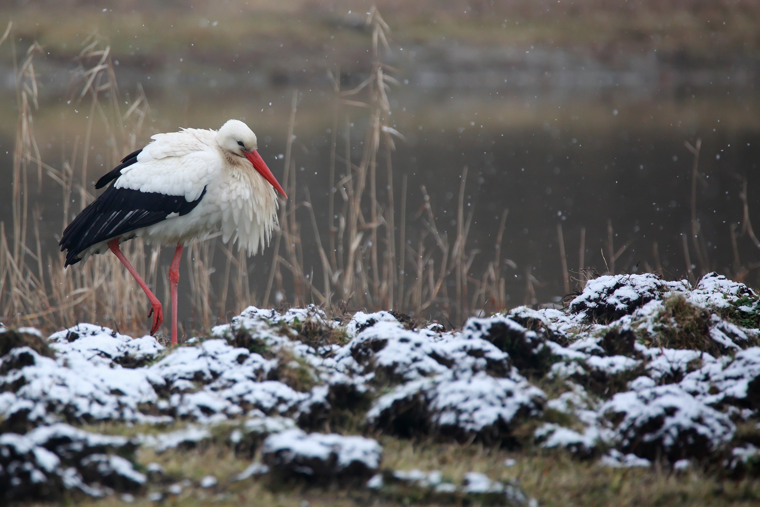 White Stork Stork Bird 2560x1707