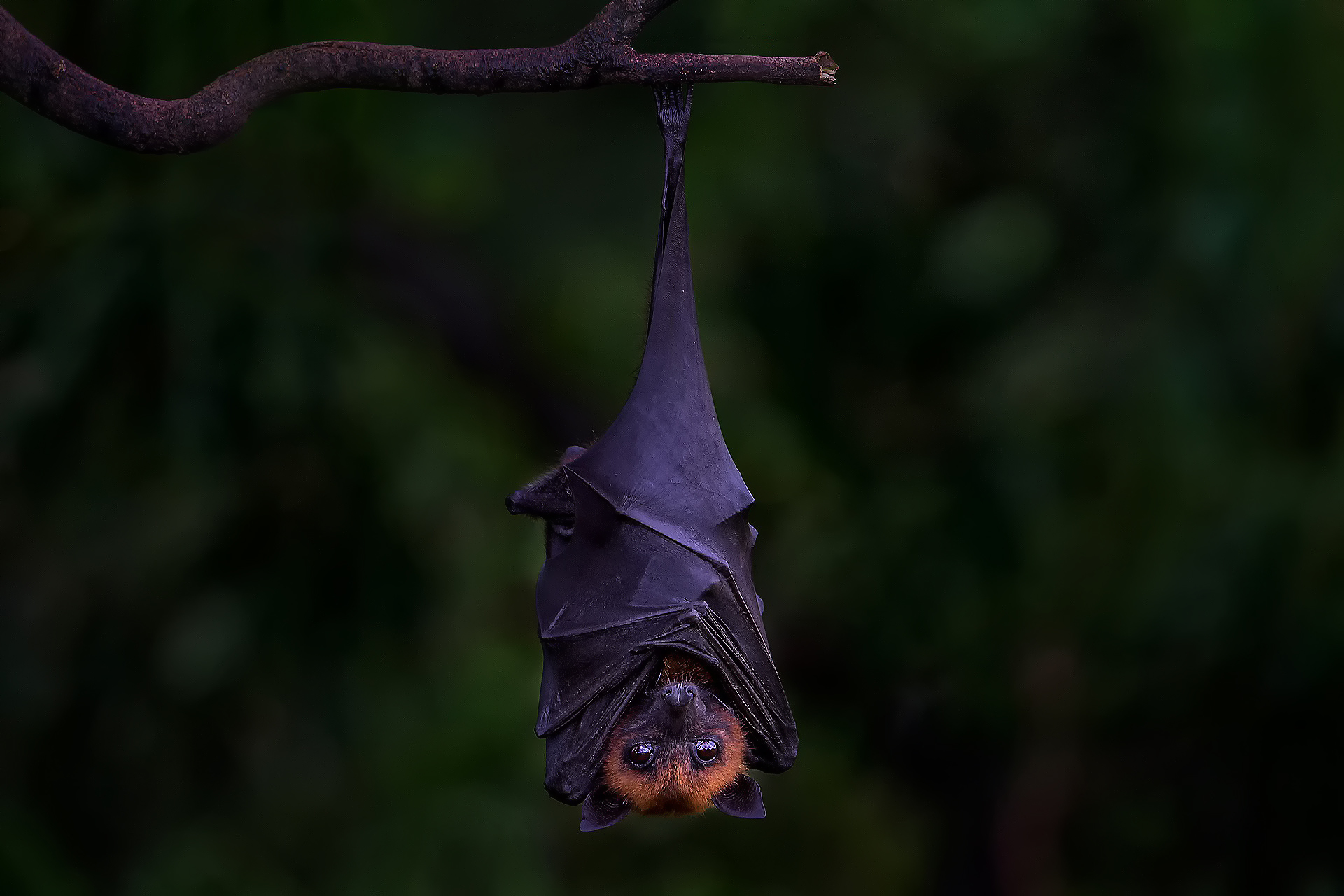 Bat Upside Down 1920x1280