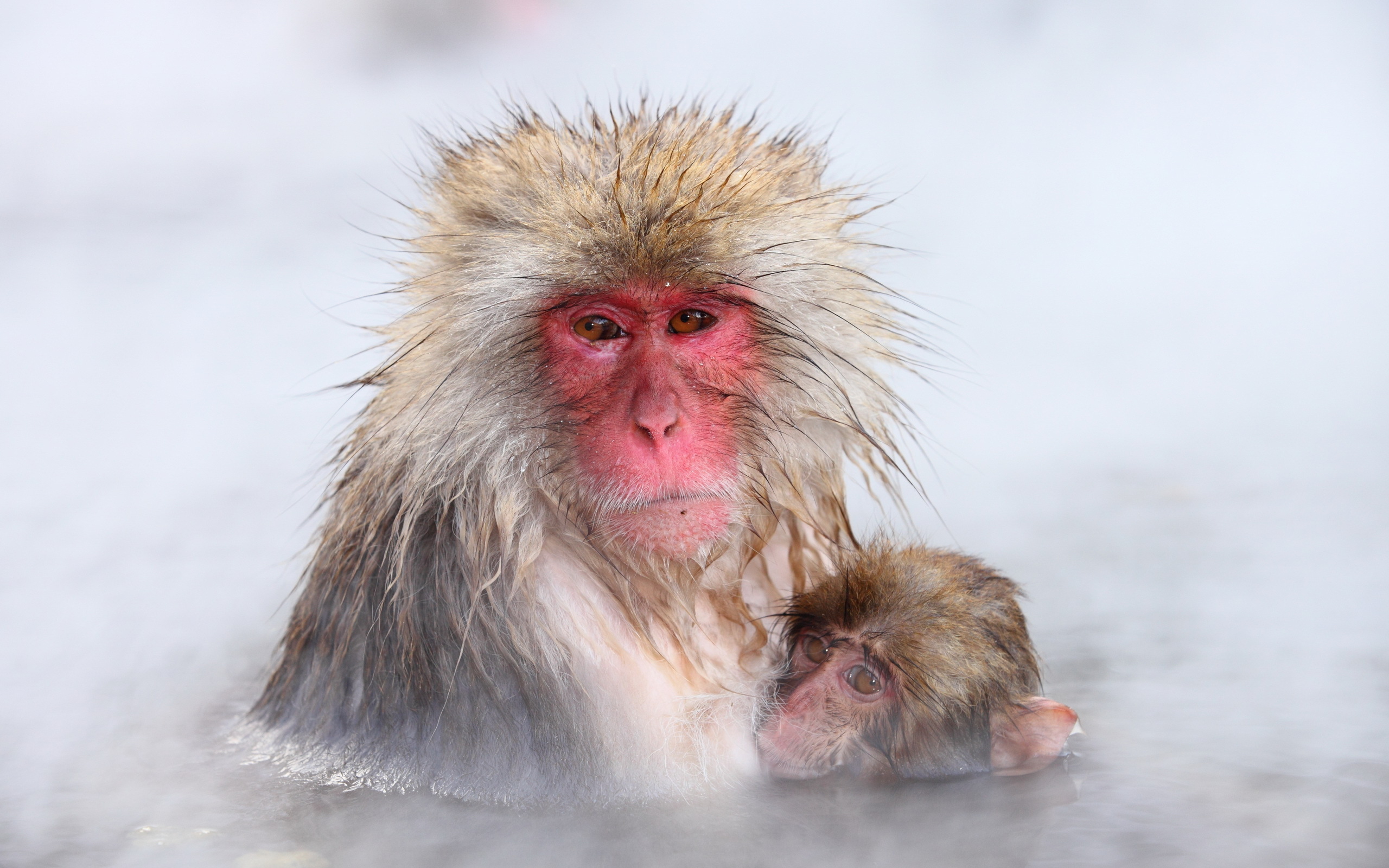 Animal Japanese Macaque 2560x1600