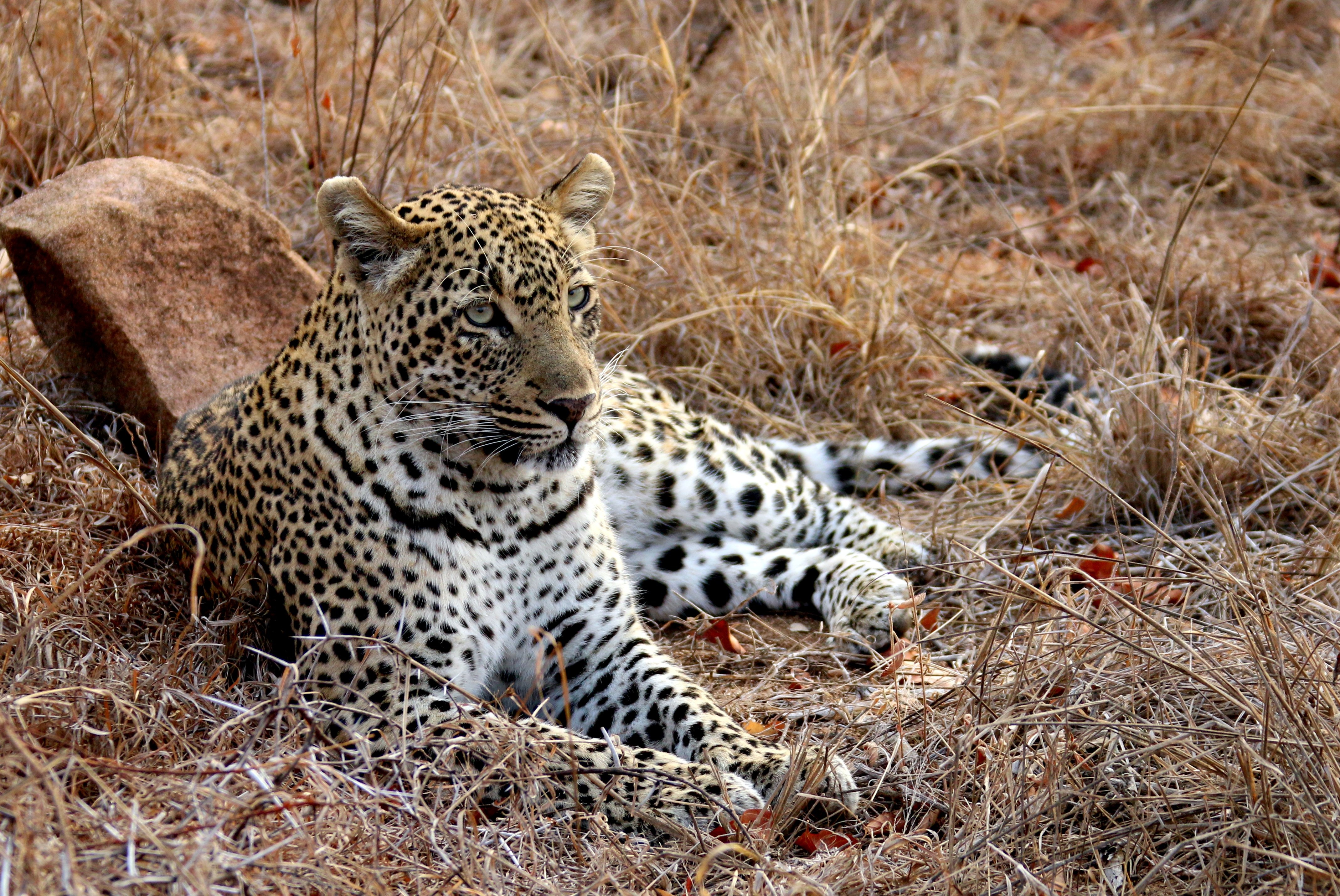 Leopard Relax Wildlife Animal 4280x2861