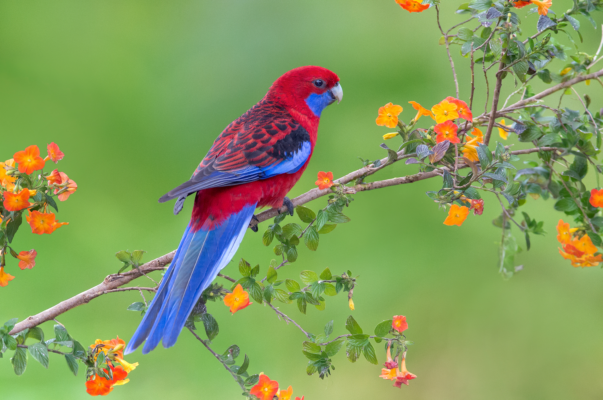 Parrot Crimson Rosella Branch Blossom Spring 2100x1394