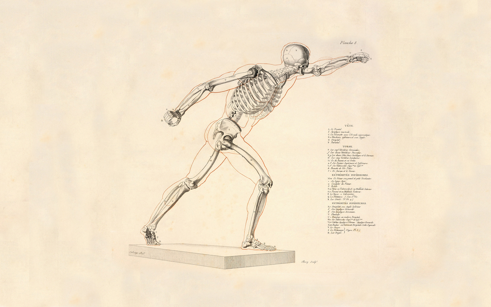 Skeleton 1680x1050