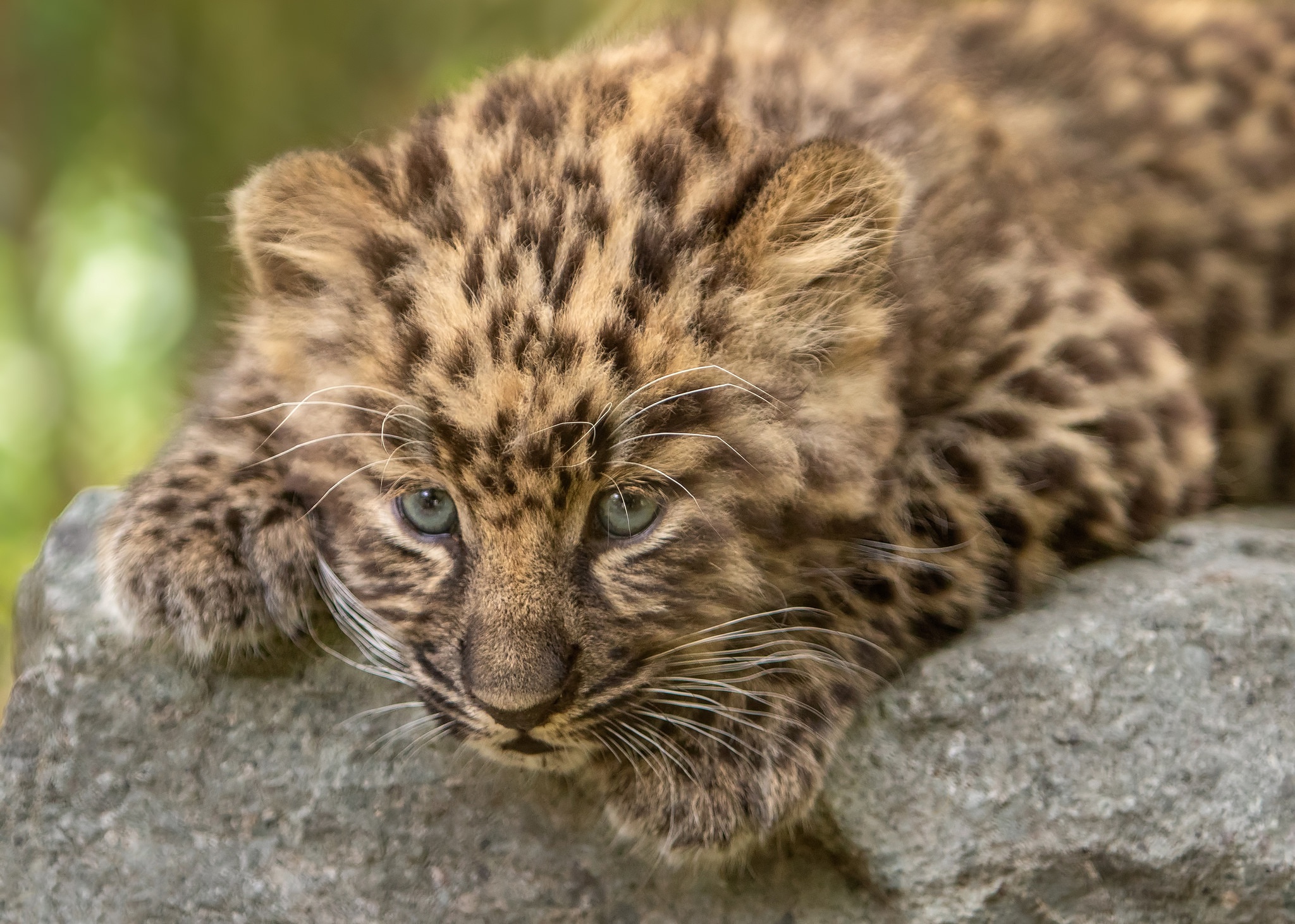 Baby Animals Leopard Animal Animals Mammals Cats 2048x1463