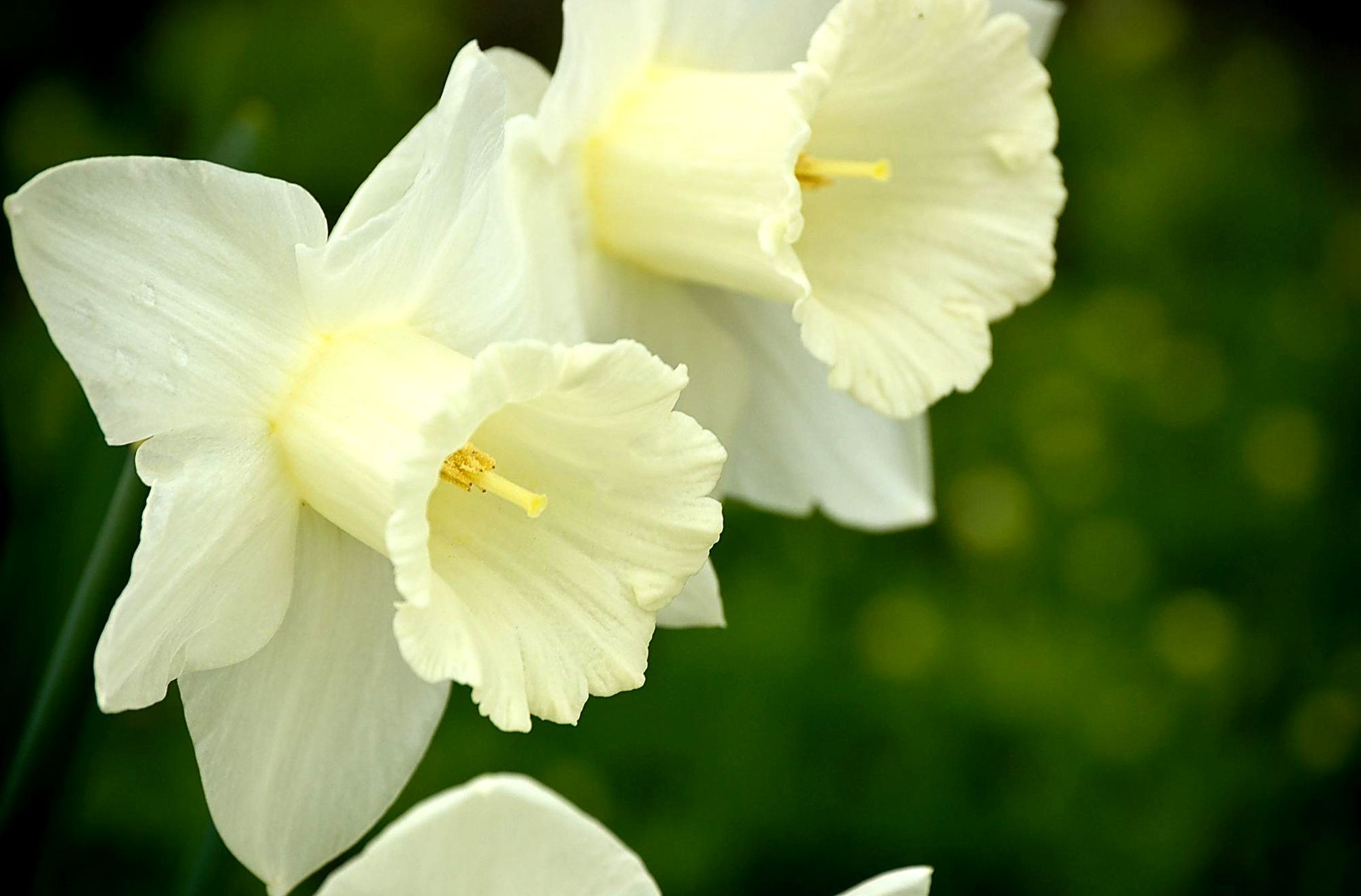 Close Up Earth Flower Narcissus White Flower 2000x1316