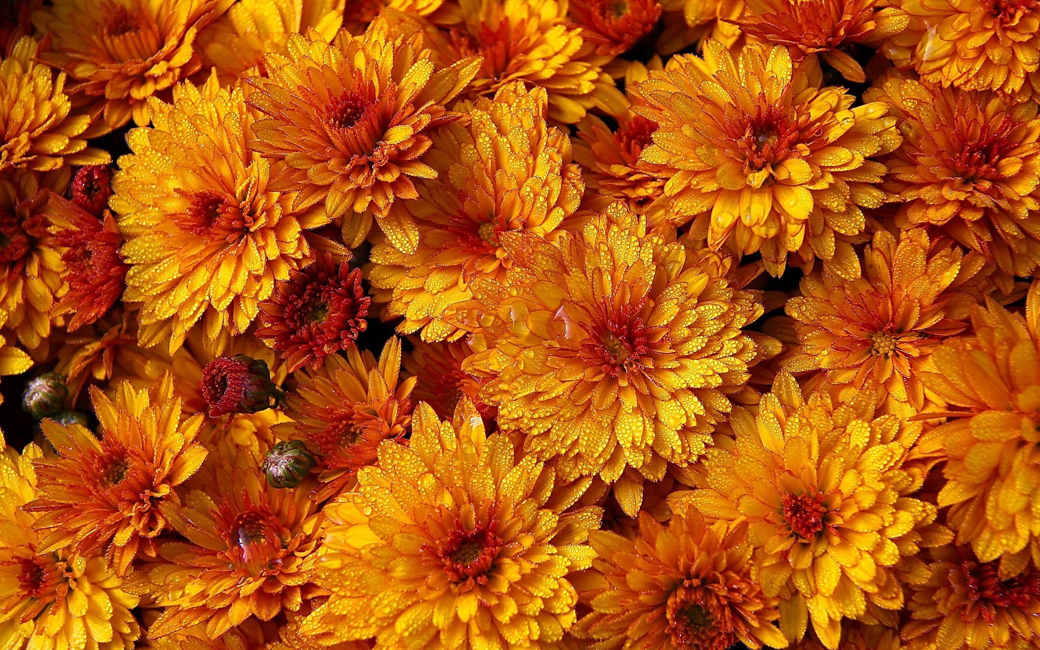 Earth Flower Chrysanthemum Water Drop Orange Flower 2100x1312