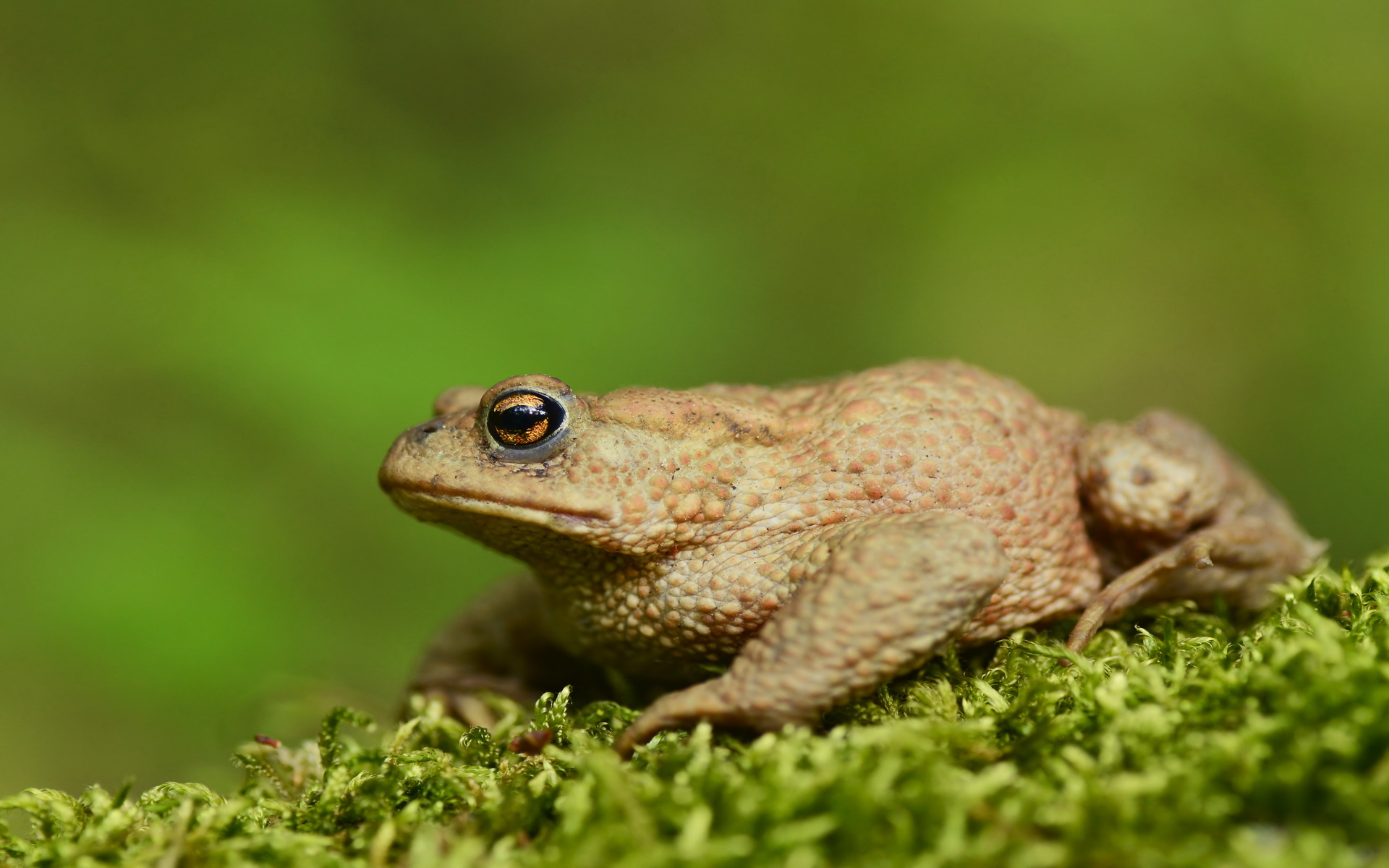 Animal Toad 1920x1200