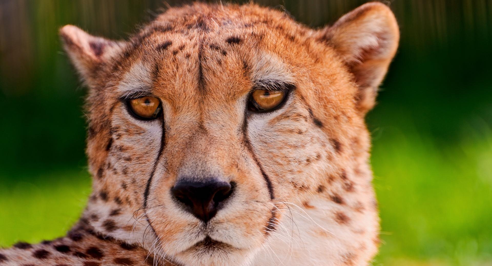 Animal Big Cat Cheetah Close Up Face Predator Animal 1920x1040