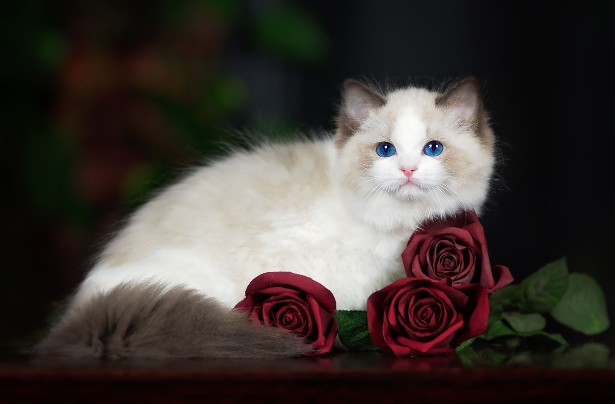 Cat Ragdoll Rose Red Rose 2000x1314