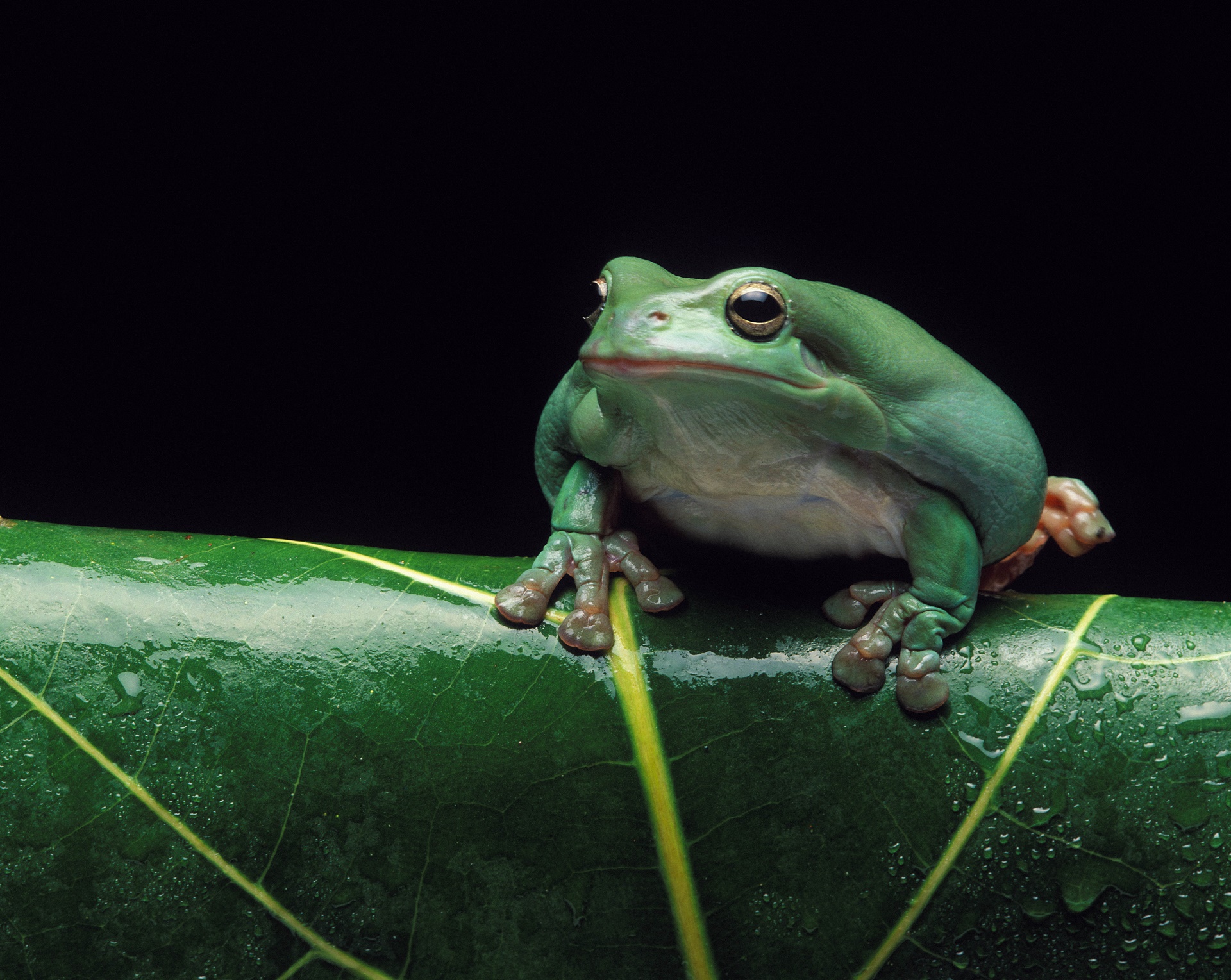 Animal Tree Frog 1920x1529