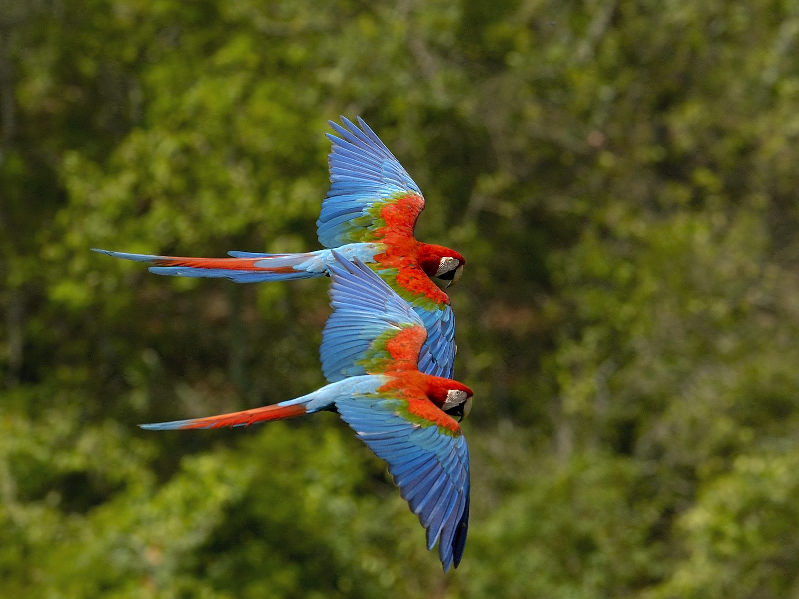 Animal Red And Green Macaw 1600x1200