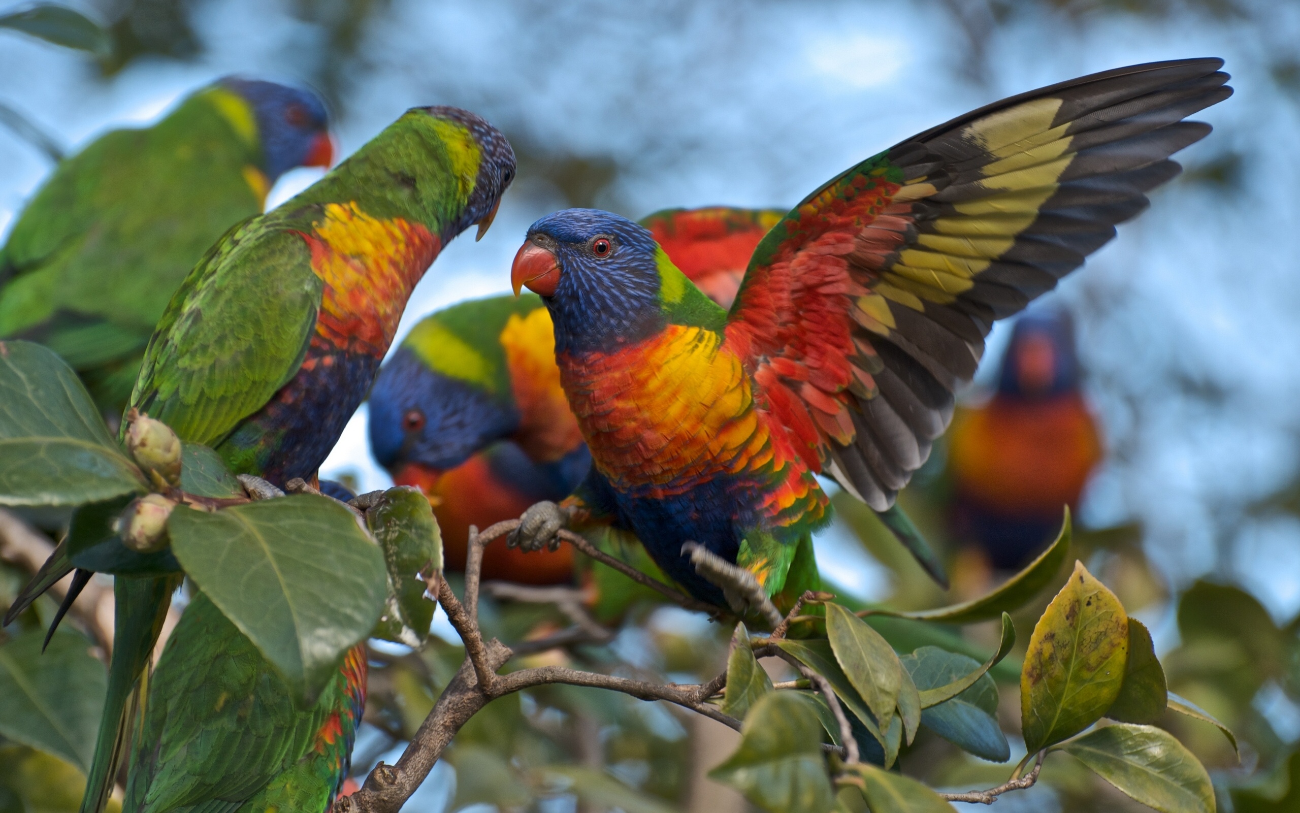 Parrot Rainbow Lorikeet 2560x1601