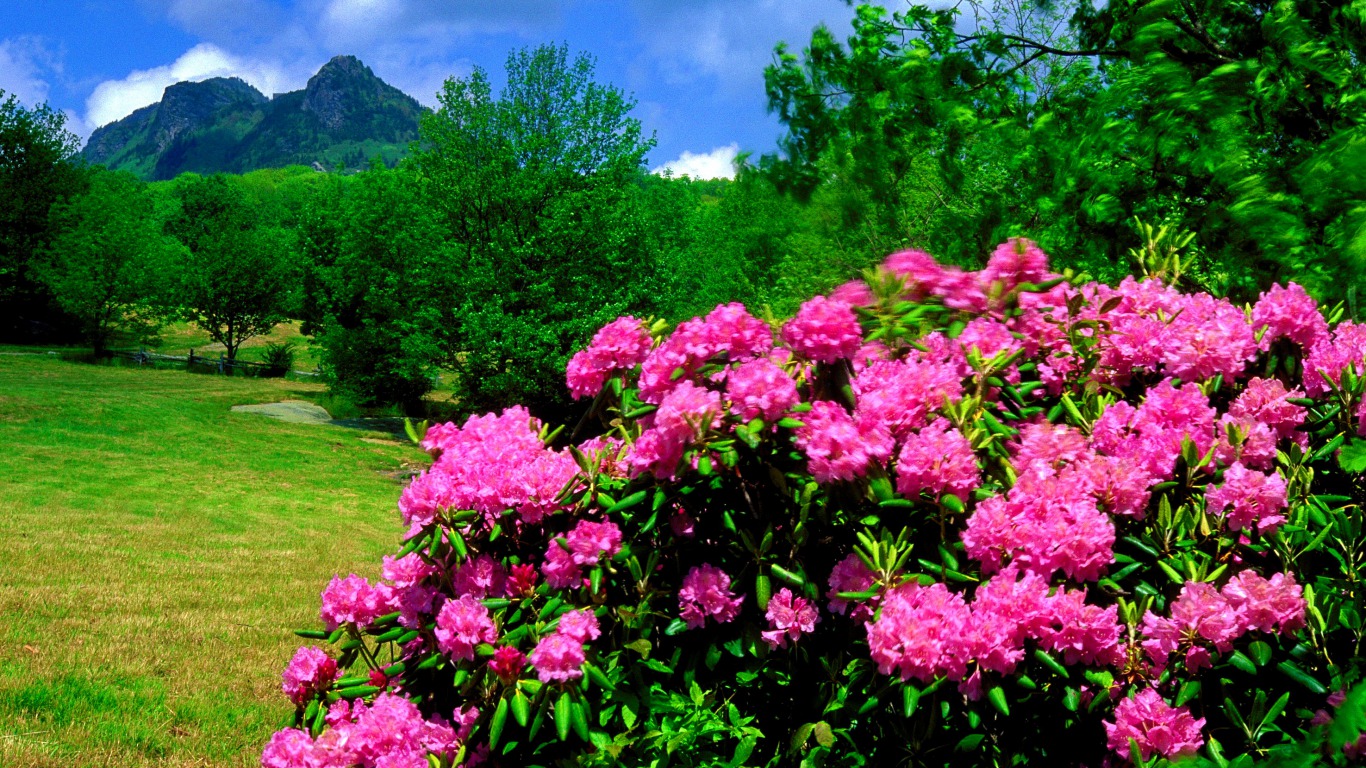 Pink Flower 1366x768