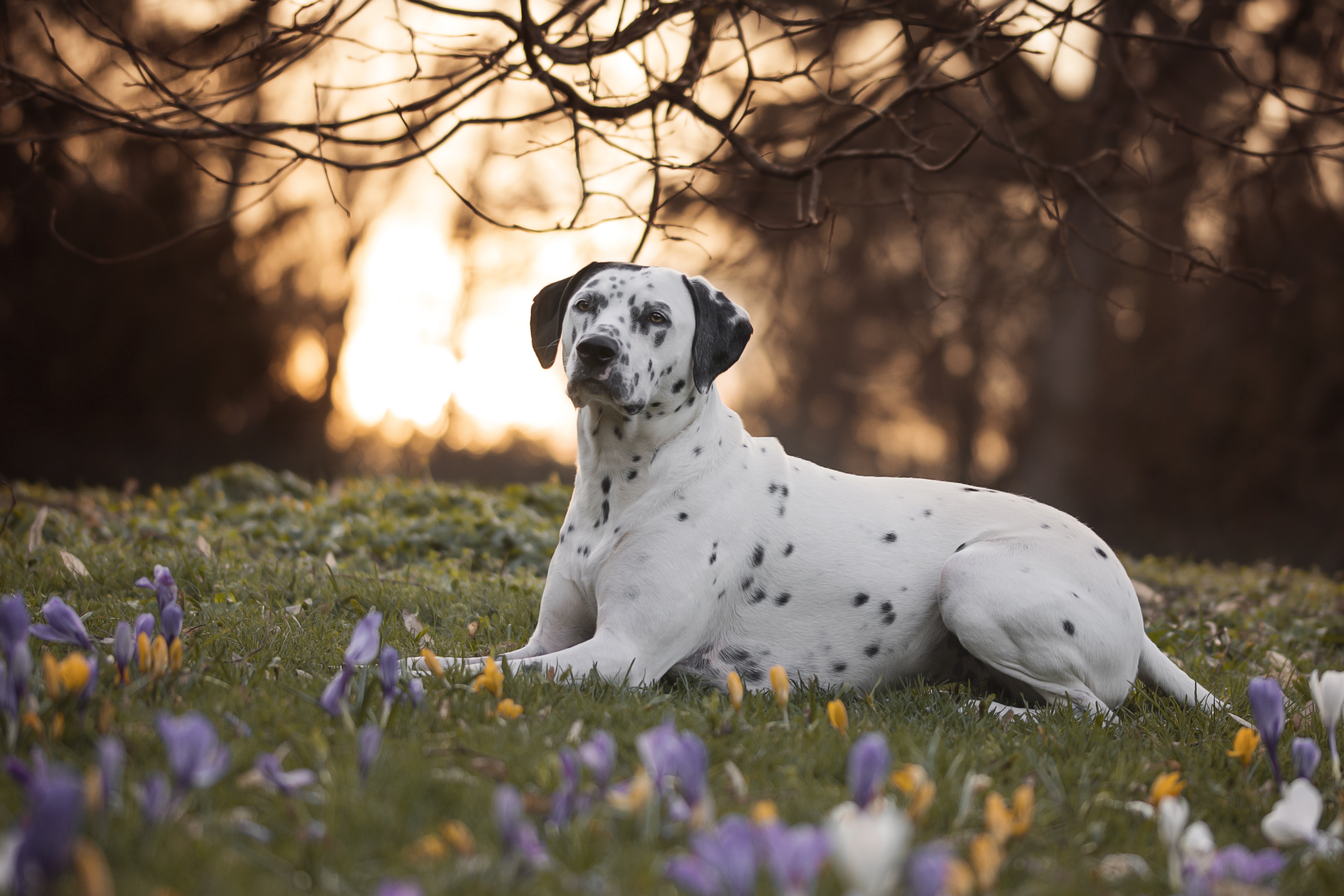 Dalmatian Dog Pet Crocus 6000x4000