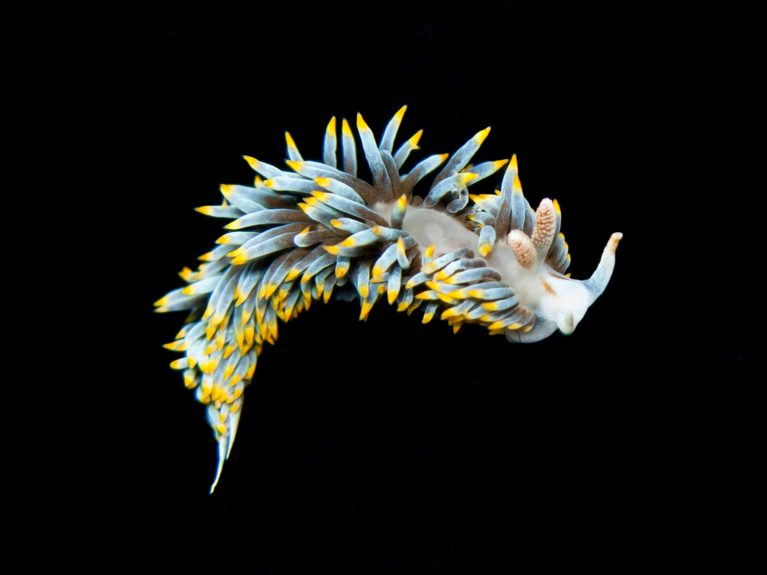 Nudibranch Sea Slug 3000x2250