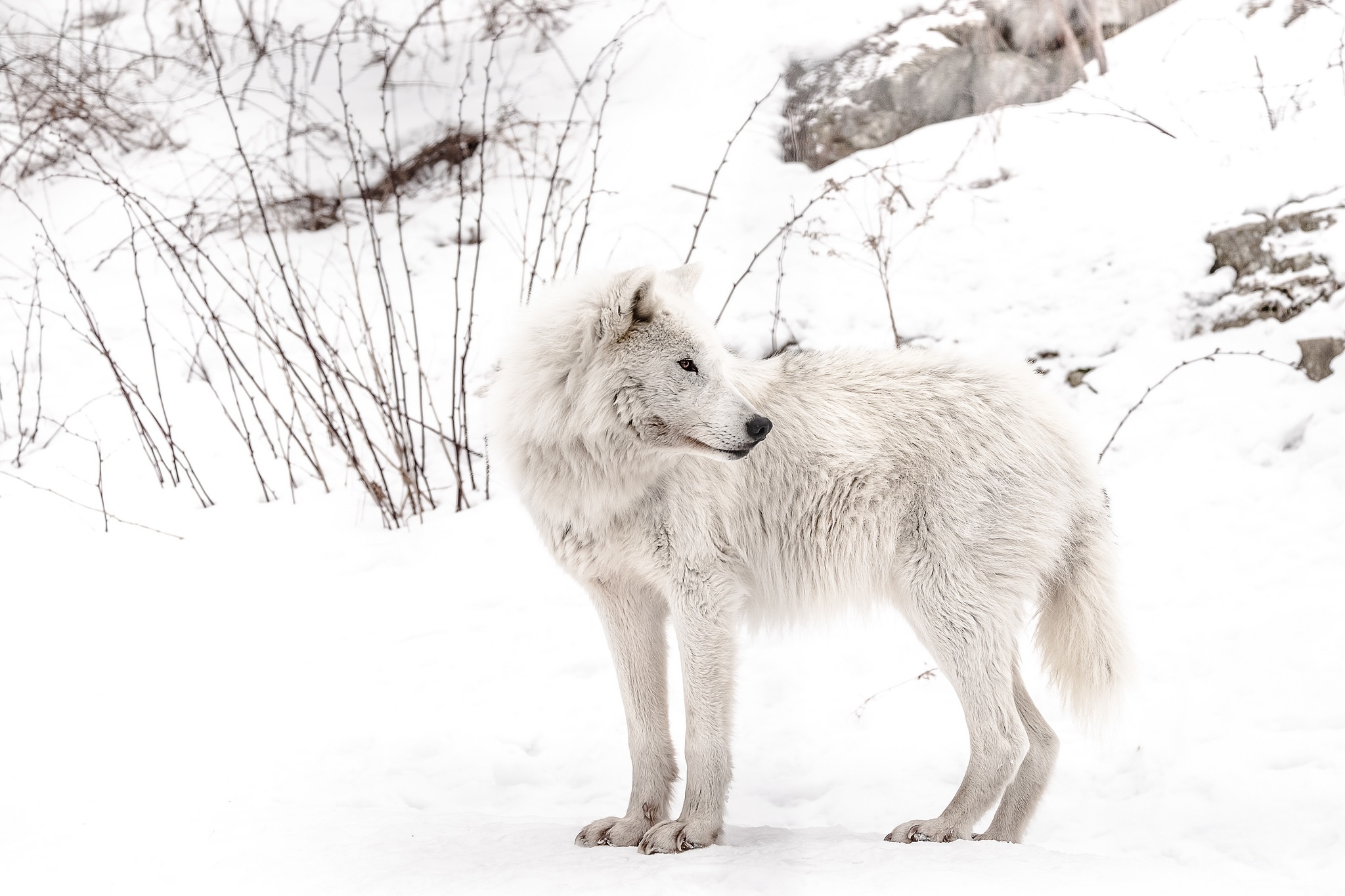 Wolf Wildlife Snow White Predator Animal Arctic Wolf 2048x1365