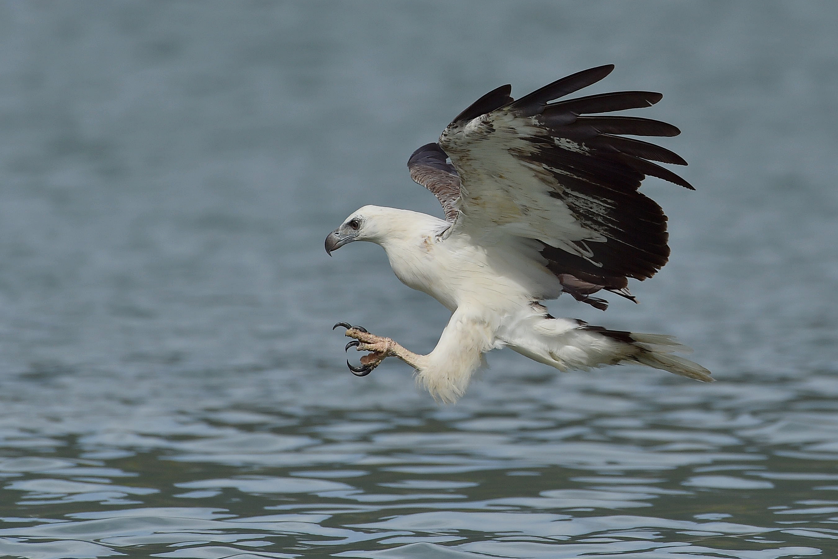 White Bellied Sea Eagle Sea Eagle Eagle Claws Swooping 2700x1800