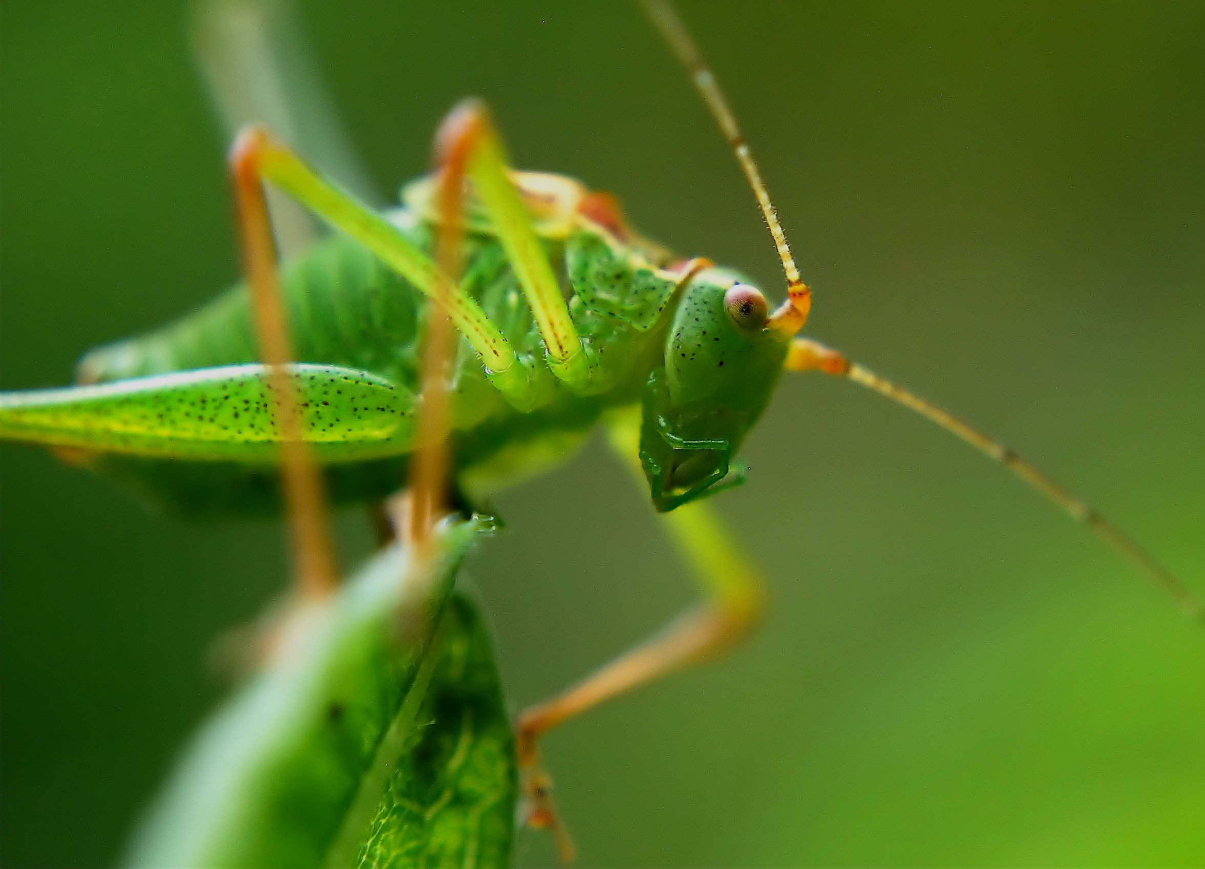 Grasshopper Insect Macro Green 2353x1697