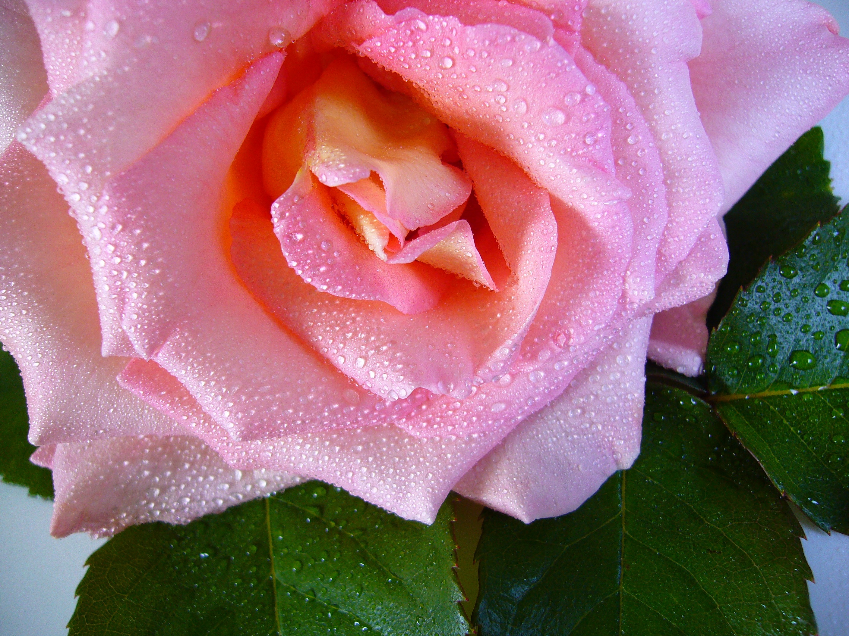 Dew Drop Flower Nature Pink Flower Rose 2816x2112